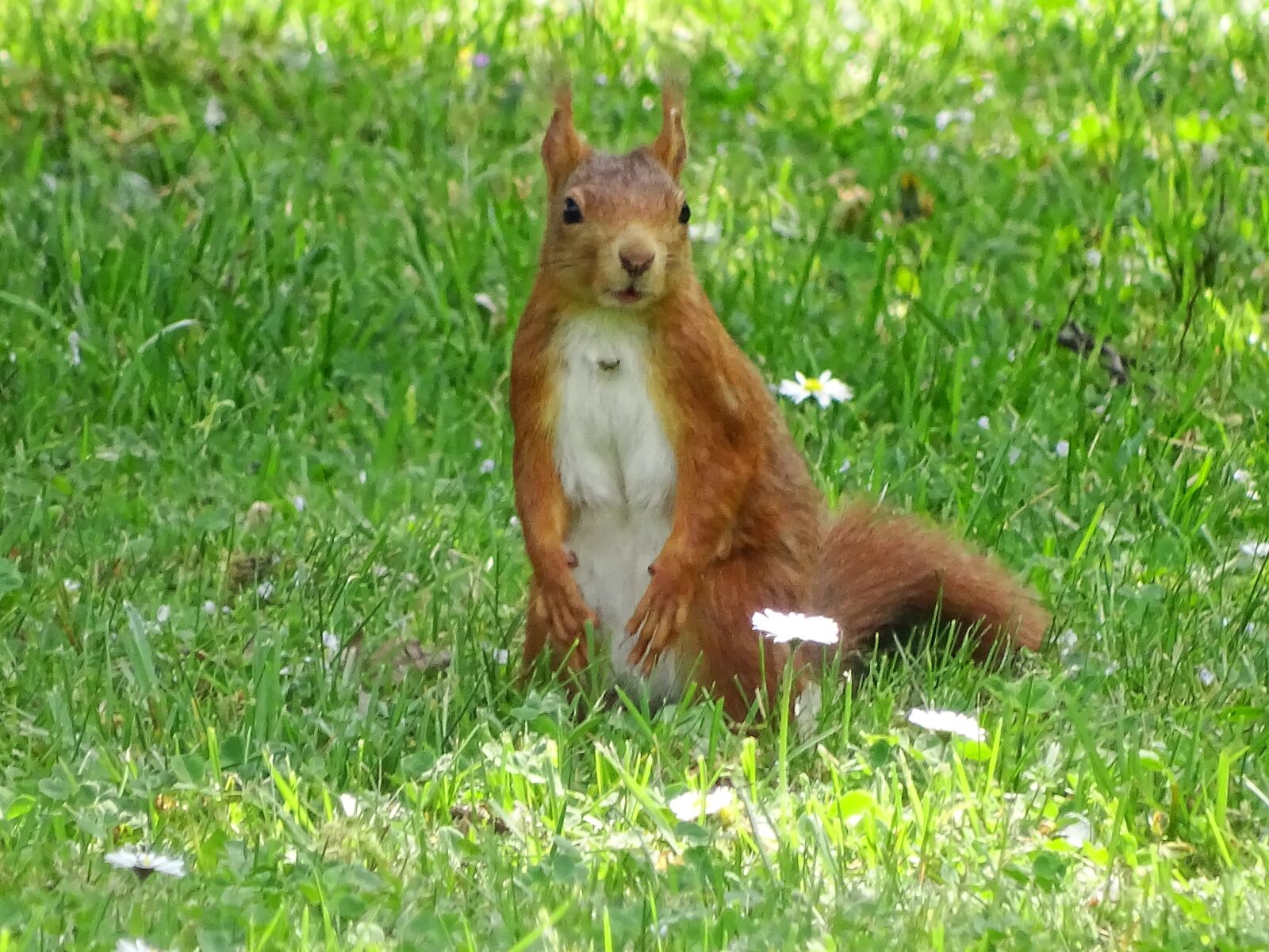 Sony Cyber-shot DSC-HX400V sample photo. Squirrel, brown, cute photography