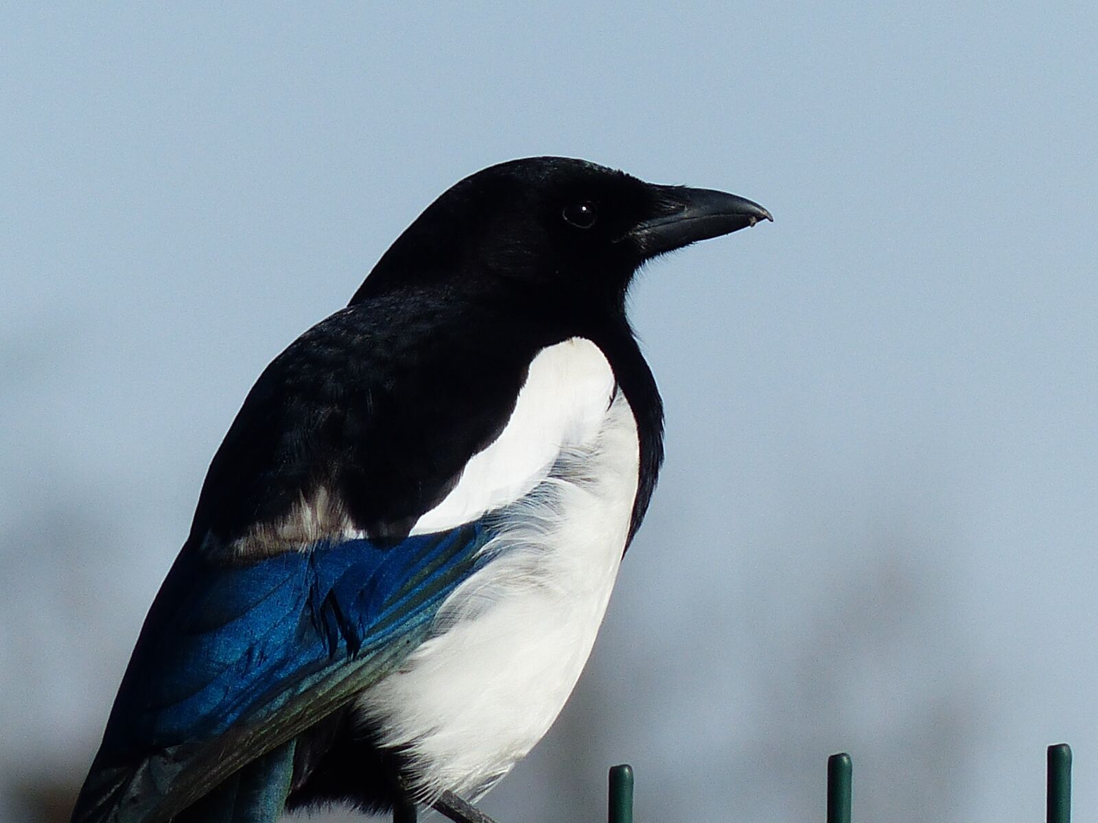 Panasonic Lumix DMC-FZ200 sample photo. Walk, magpie, bird photography