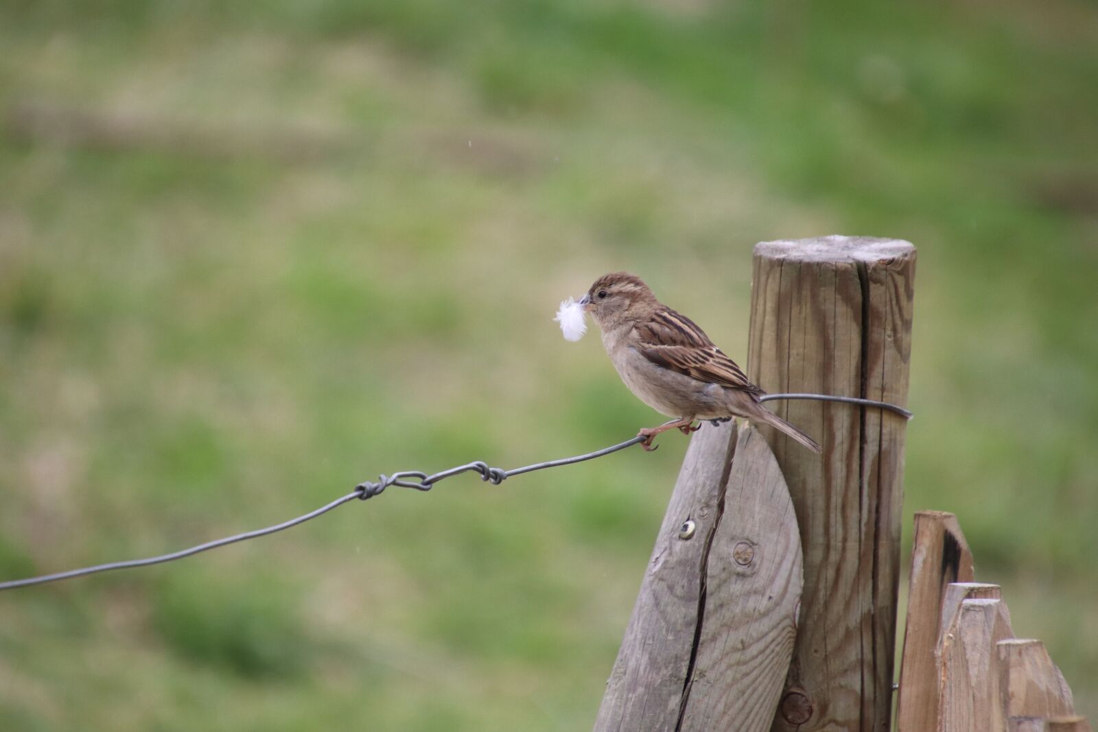 Canon EOS 800D (EOS Rebel T7i / EOS Kiss X9i) sample photo. Sparrow, bird, ornithology photography