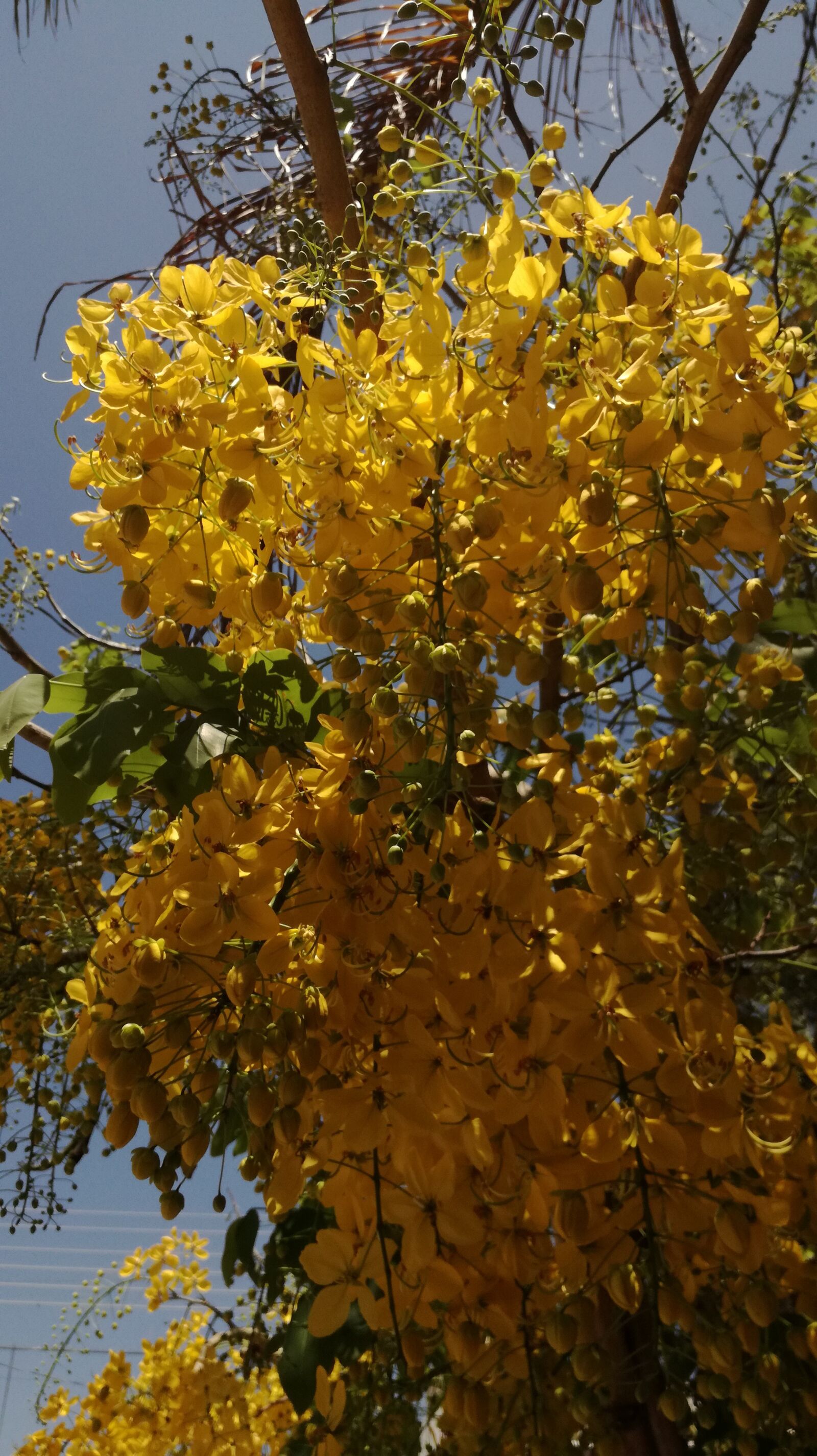 HUAWEI P9 LITE sample photo. Nature, flowers, spring photography