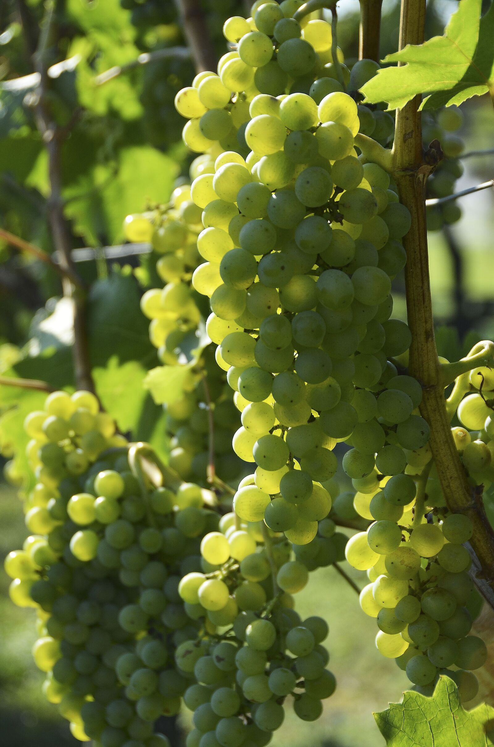 Nikon D7000 sample photo. Wine, grapevine, vine photography