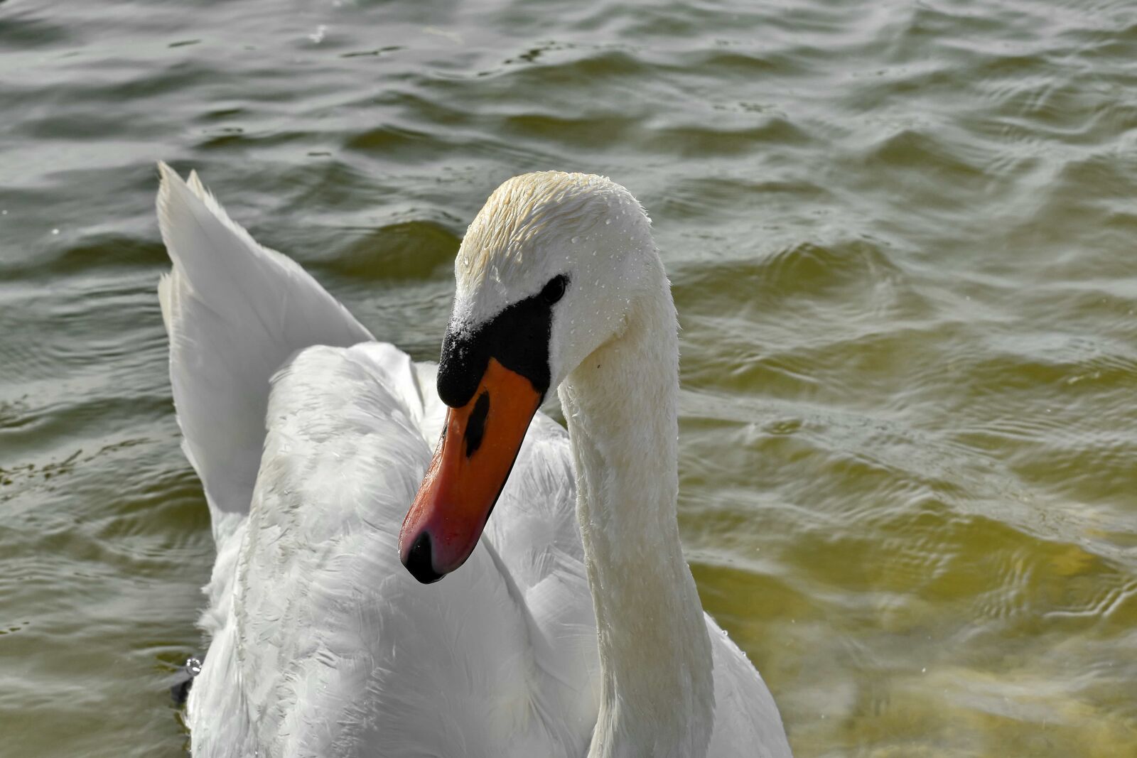Nikon D5500 sample photo. Swan, bird, water, aquatic photography