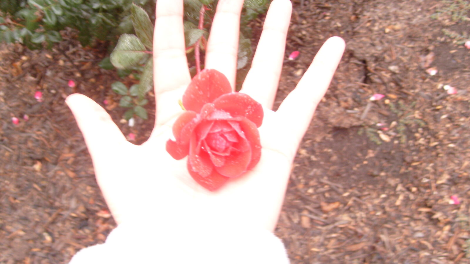Samsung KENOX S730  / Samsung S730 sample photo. Hand, pink, rose photography