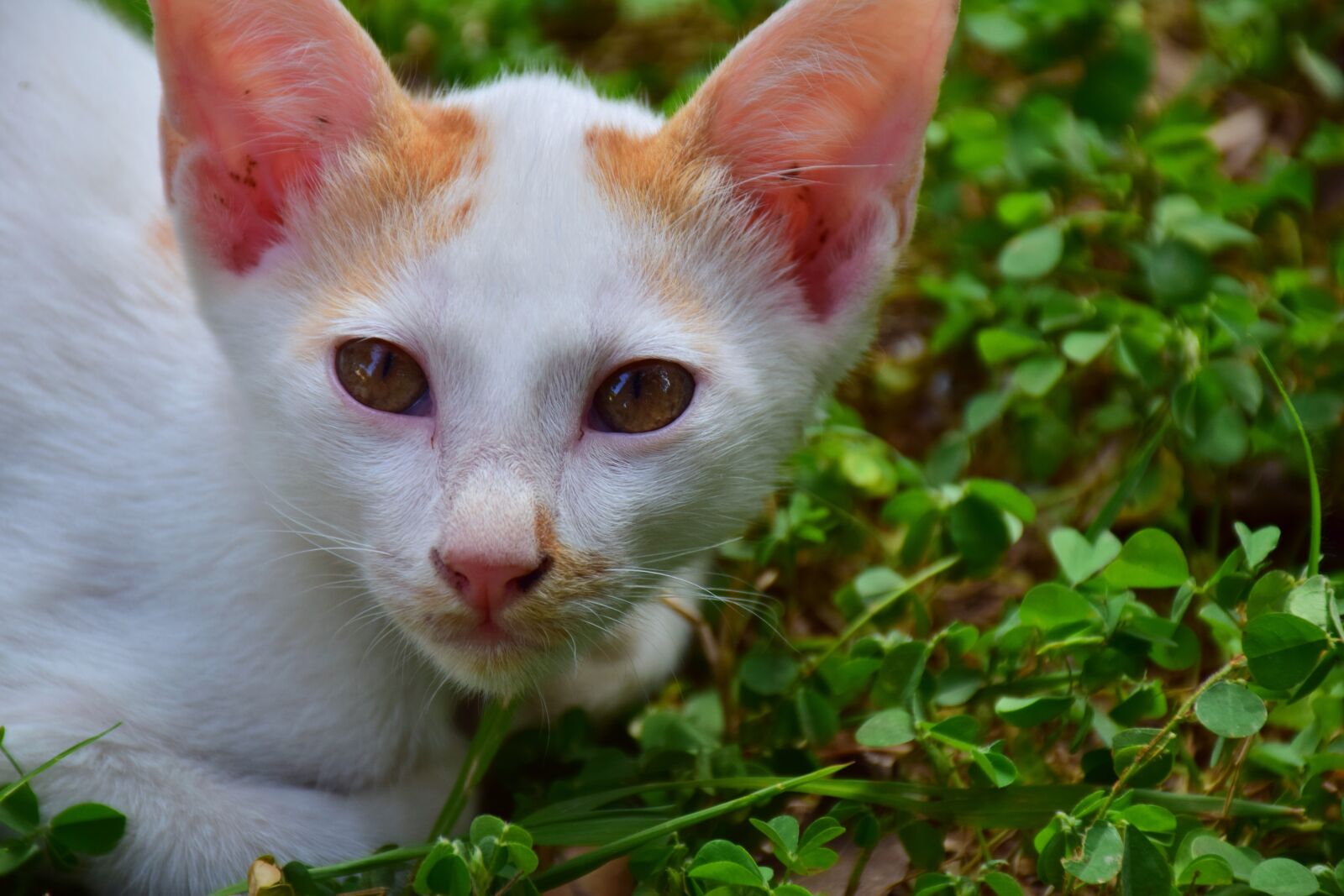 Nikon D5300 sample photo. Cat, kitten, cute photography