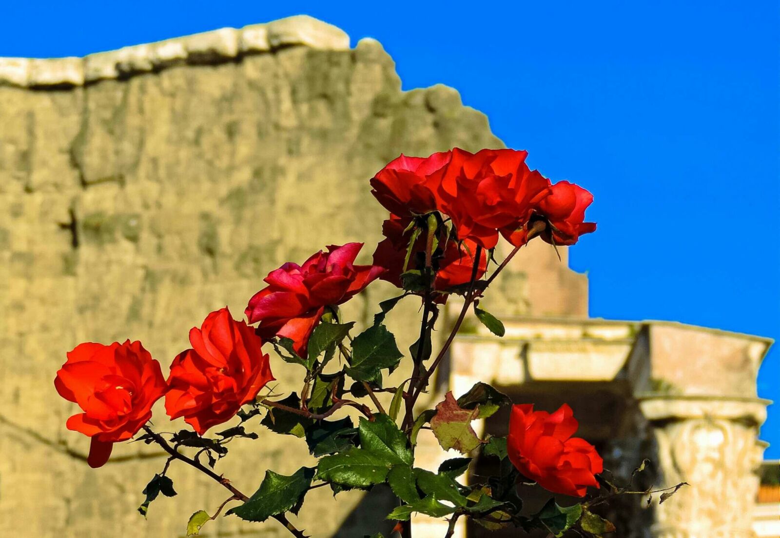 Nikon Coolpix P520 sample photo. Rose, rosa, red rose photography