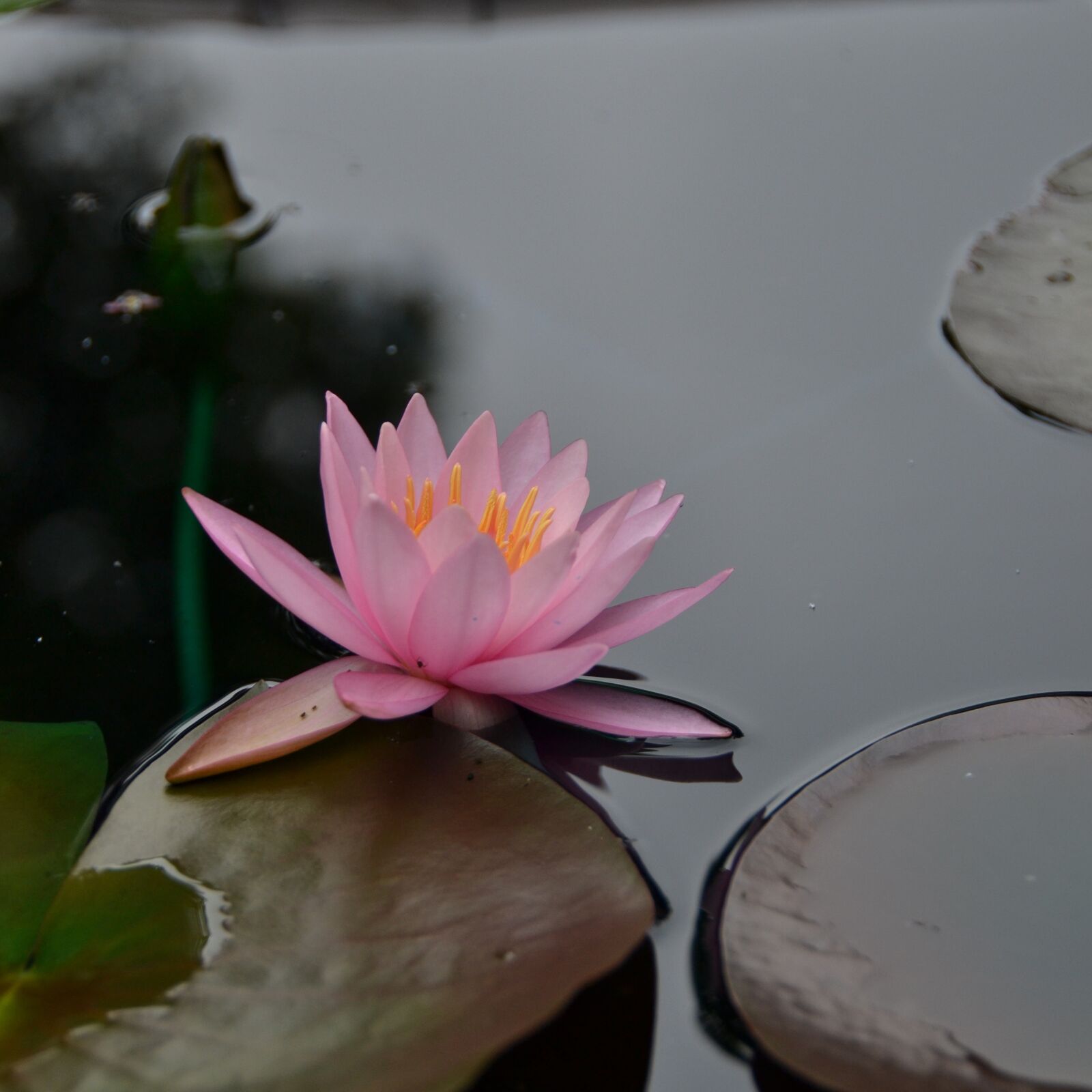 Nikon D3100 sample photo. Flower, red, lotus photography