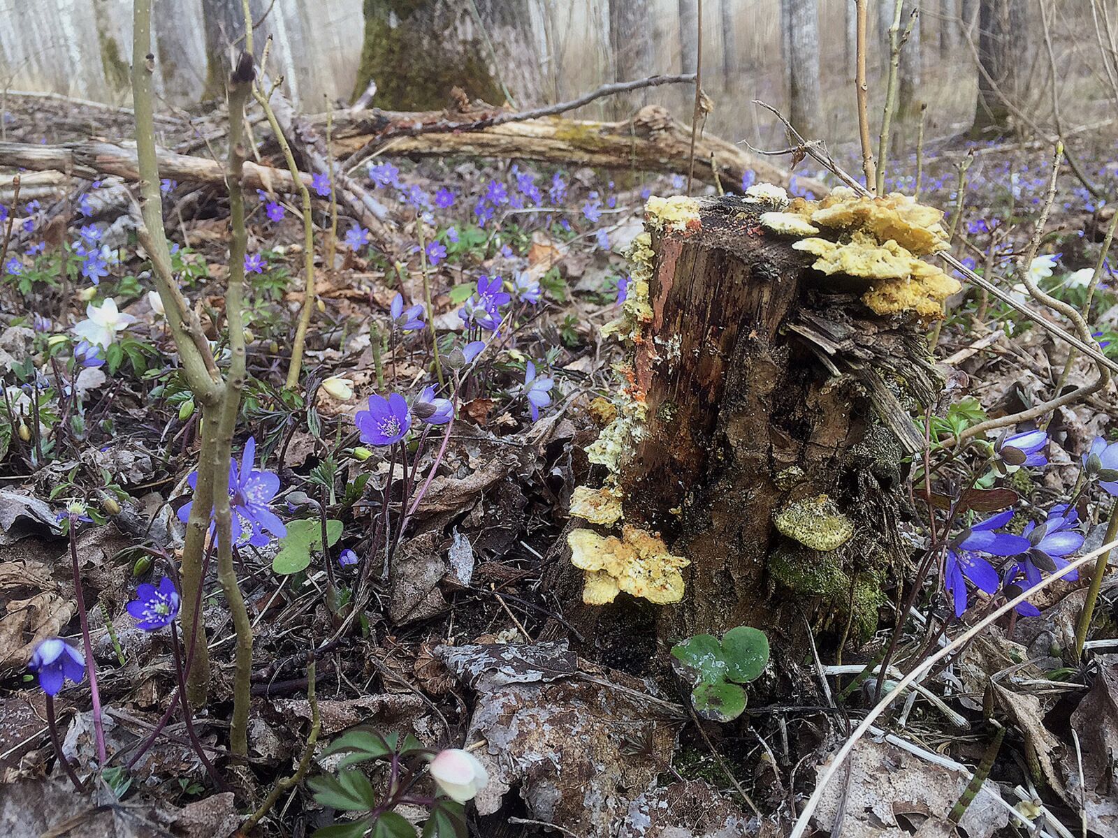 iPhone 6 back camera 4.15mm f/2.2 sample photo. Stump, nature, spring photography