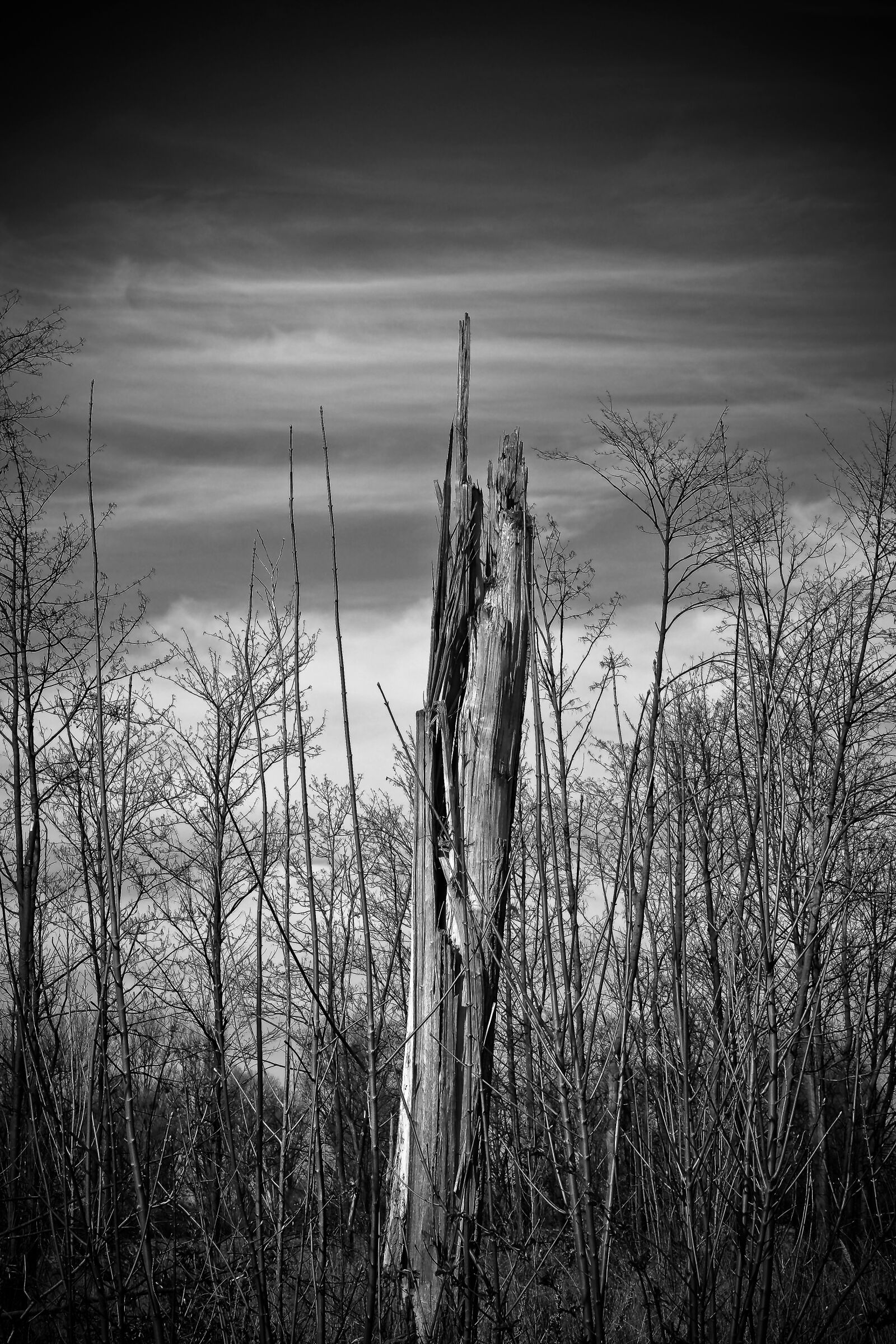 Olympus OM-D E-M10 sample photo. Landscape, meadowlands, trees photography