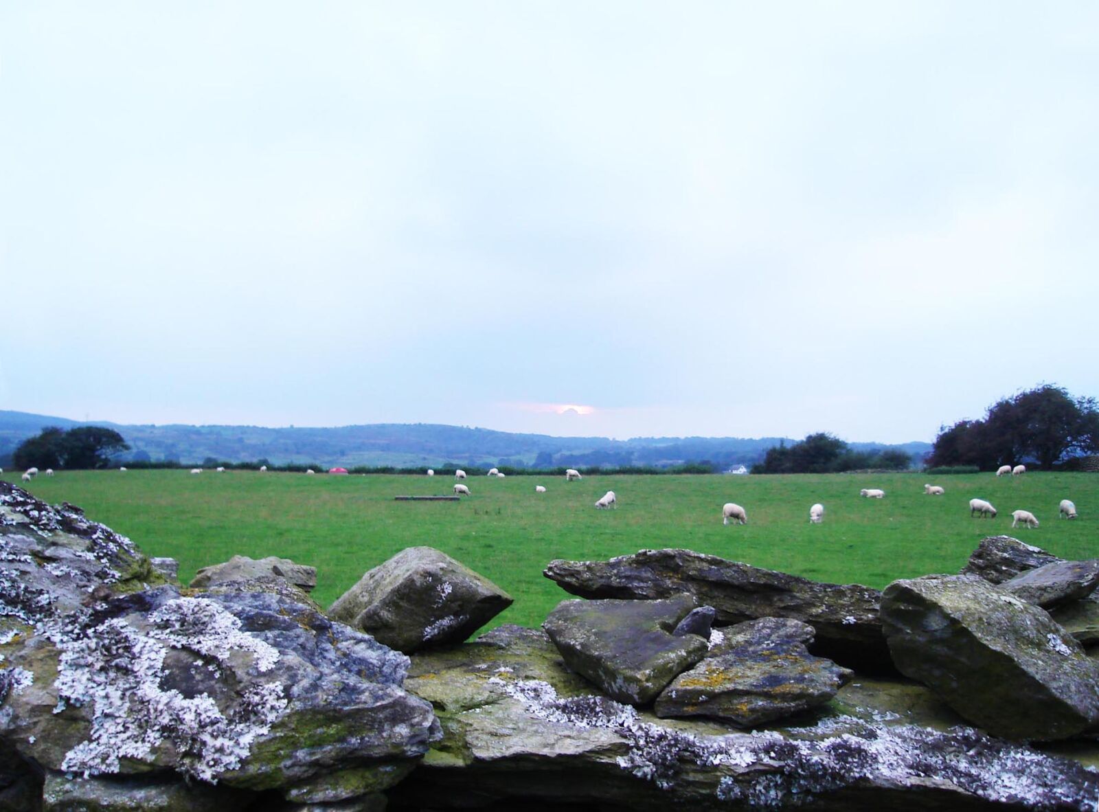 Sony DSC-S600 sample photo. Field, green, landscape, sheep photography