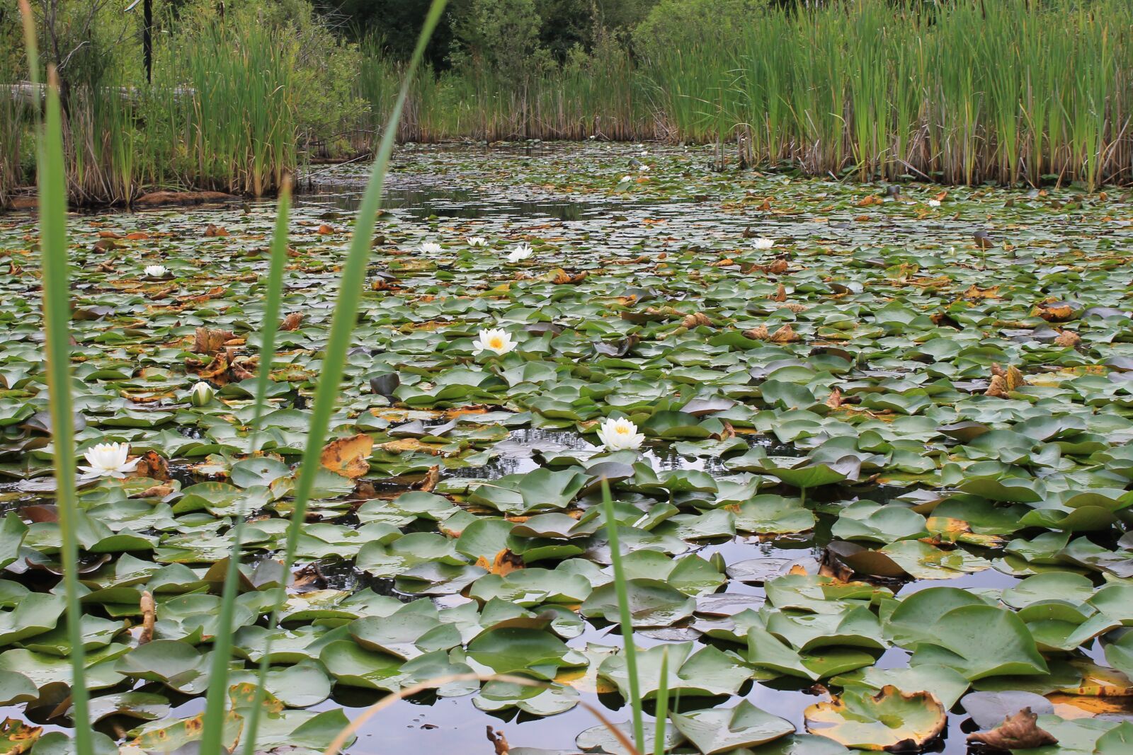 Canon EOS 1100D (EOS Rebel T3 / EOS Kiss X50) sample photo. Wetland, marshland, pod photography