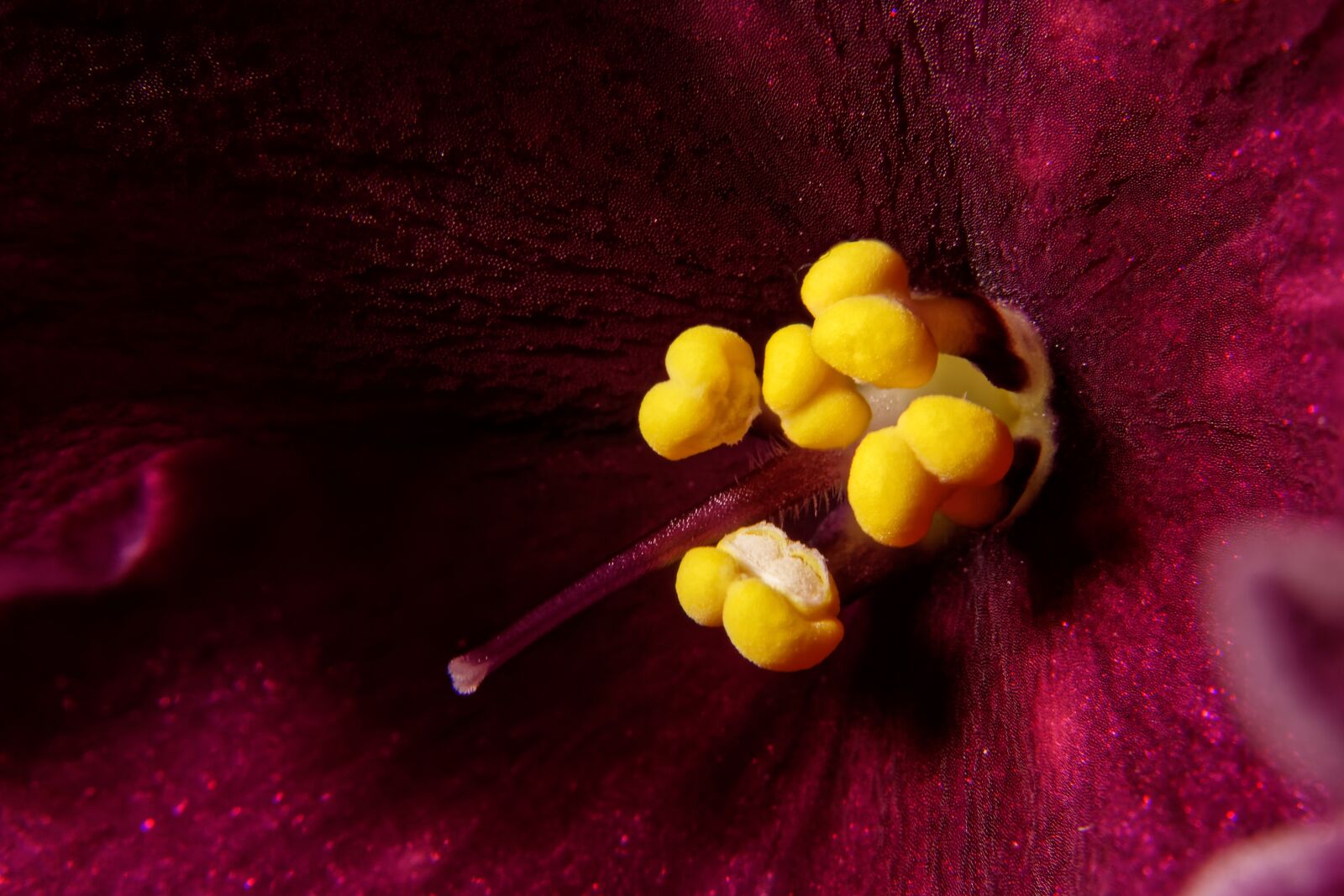 Canon EOS 500D (EOS Rebel T1i / EOS Kiss X3) sample photo. Macro, flower, bloom photography