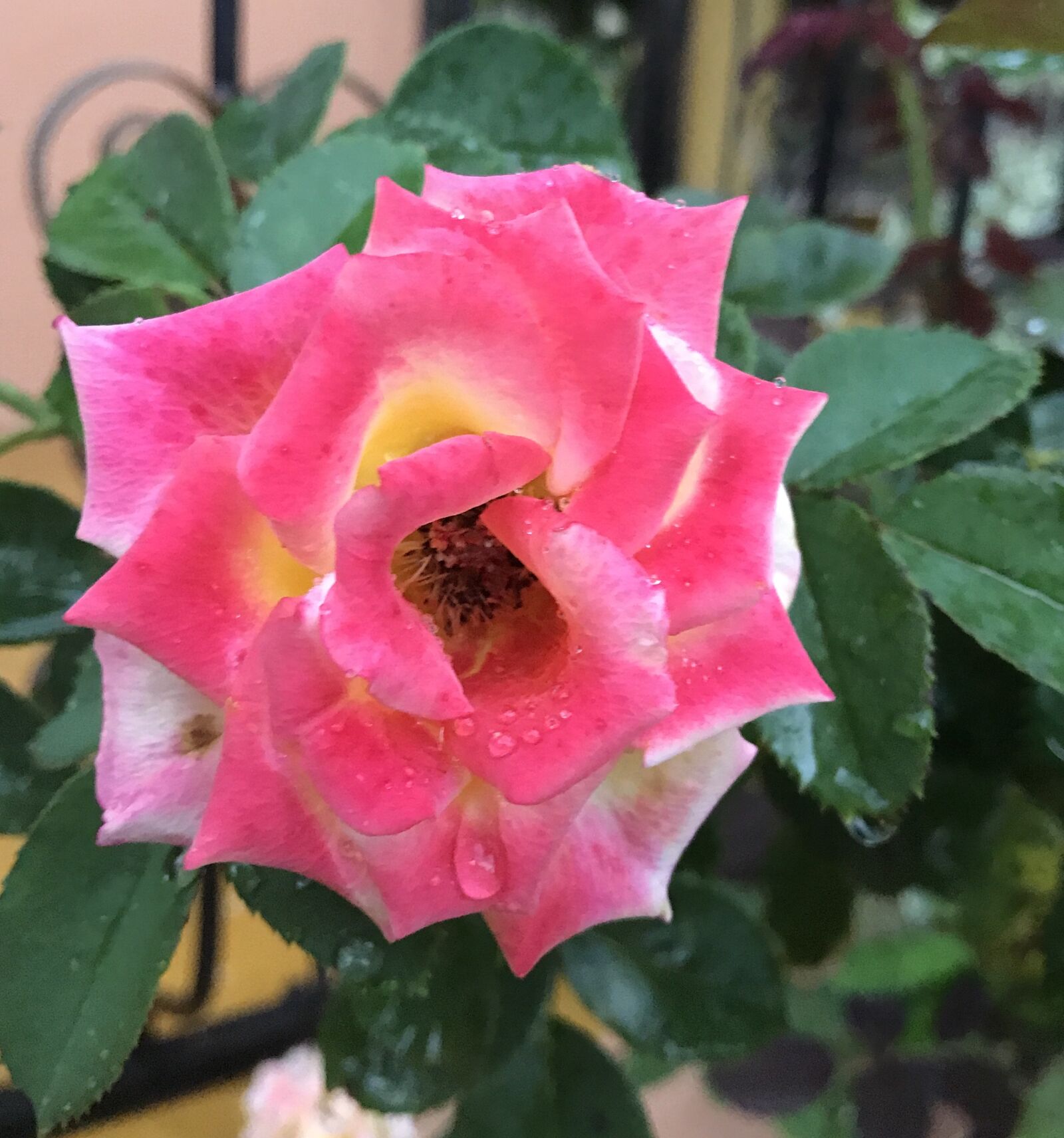 Apple iPhone 7 Plus sample photo