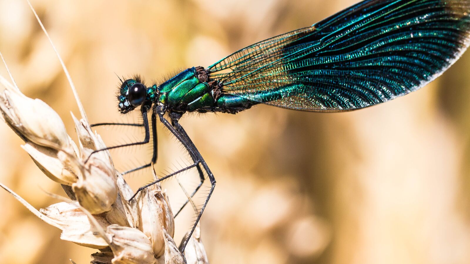 Canon EOS 650D (EOS Rebel T4i / EOS Kiss X6i) sample photo. Dragonfly, nature, grain photography