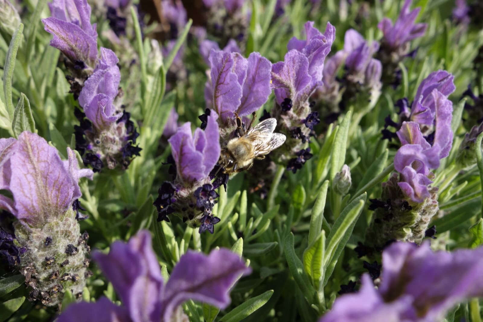 Sony Cyber-shot DSC-RX100 sample photo. Honey bee, lavender, bee photography