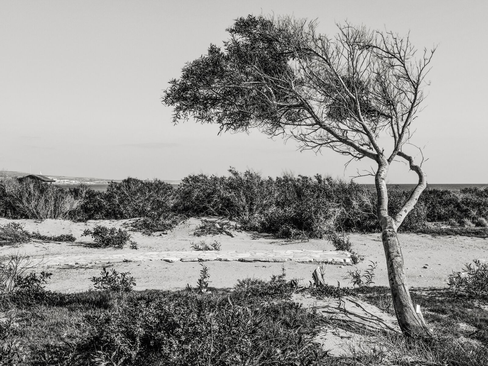 Nikon D3300 sample photo. Tree, dune, landscape photography