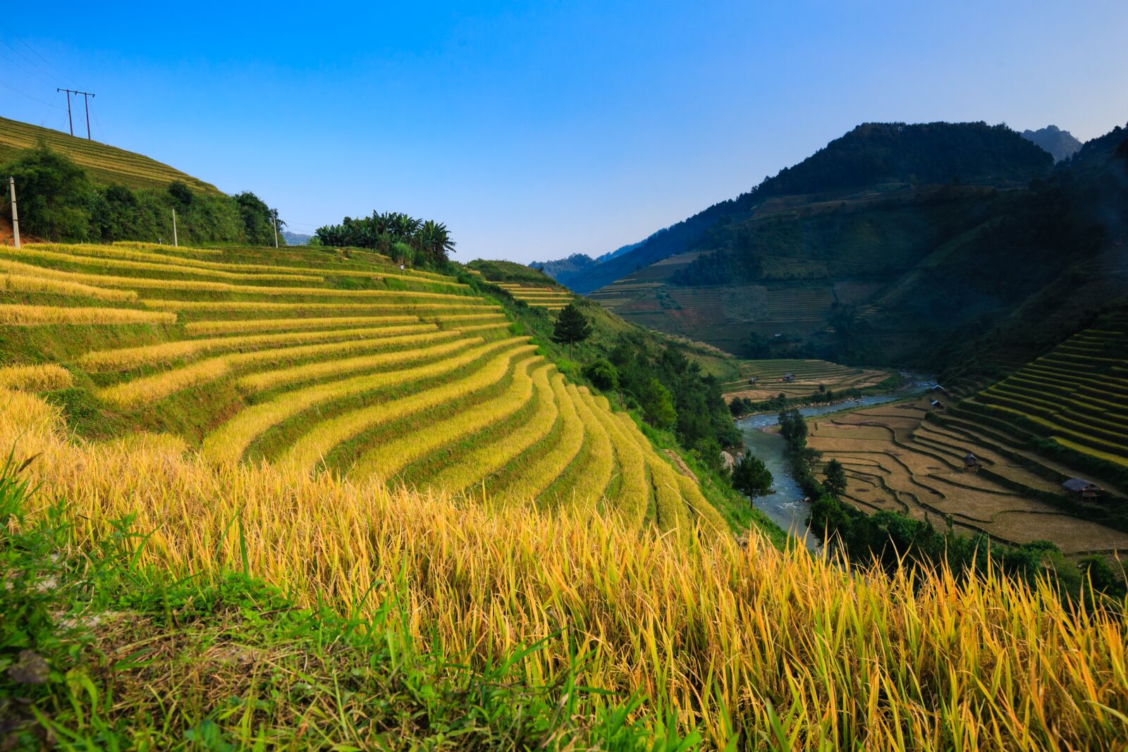 Вьетнам равнина рисовое поле