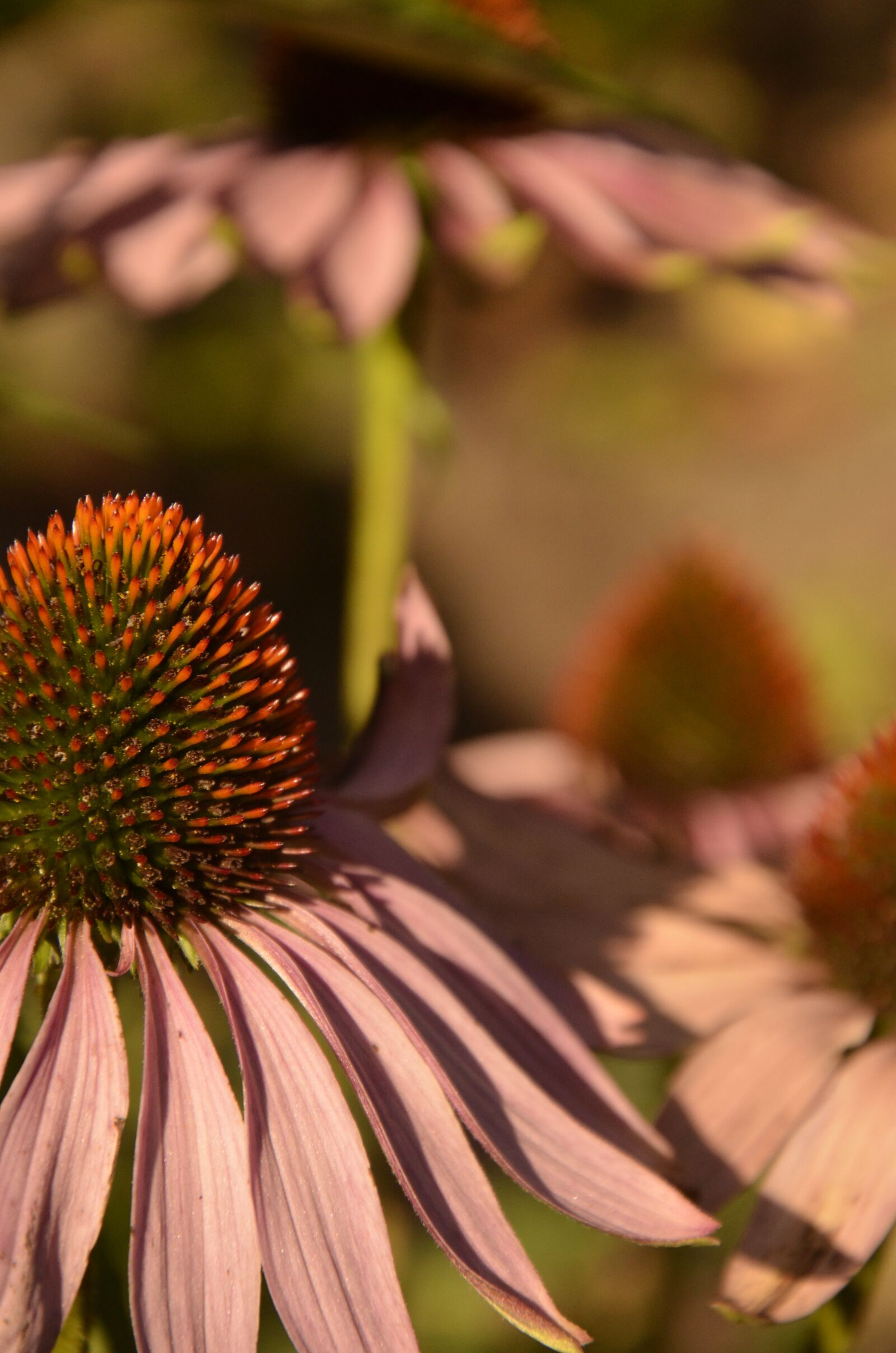 Nikon D5100 sample photo. Flowers, plants, macro photography