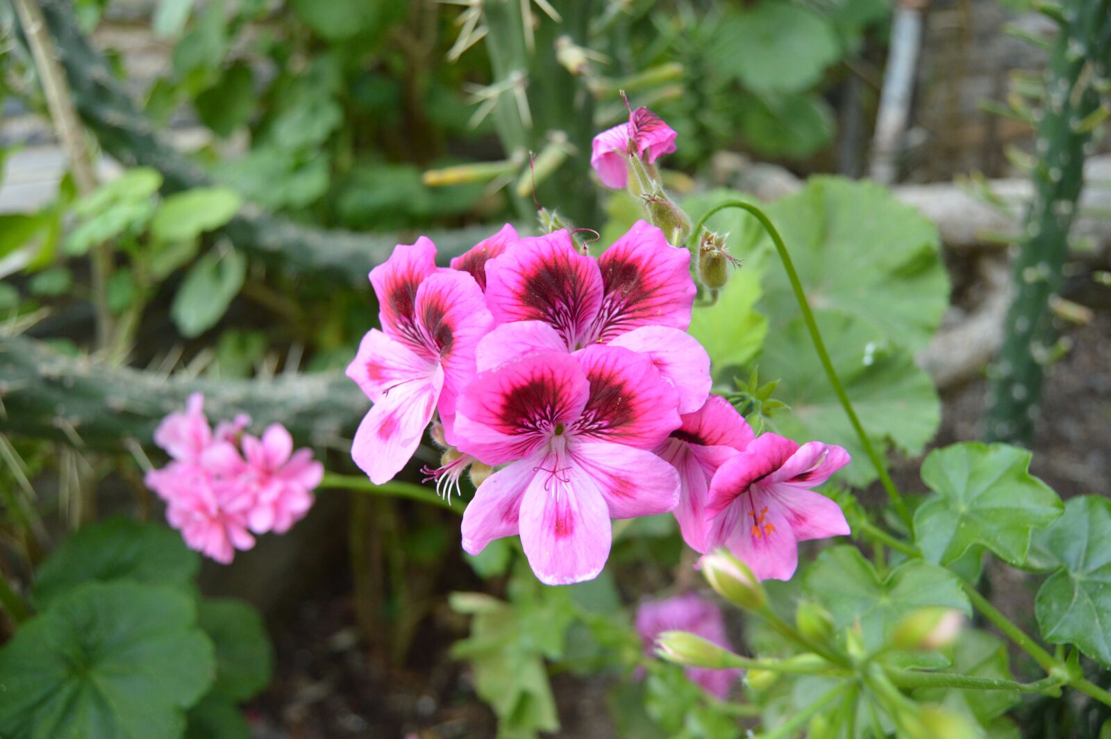 Nikon D3200 sample photo. Flower, macro photography