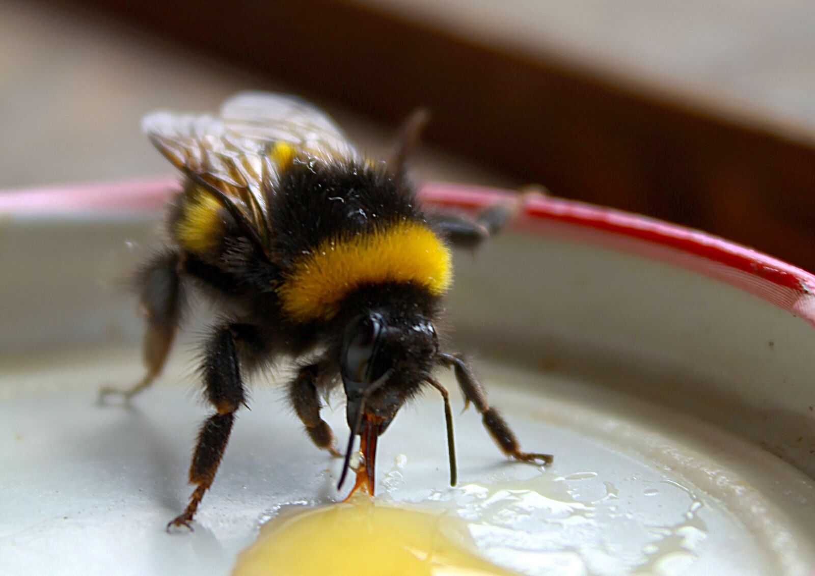 Canon EOS 1200D (EOS Rebel T5 / EOS Kiss X70 / EOS Hi) sample photo. Bumblebee, insect, macro photography