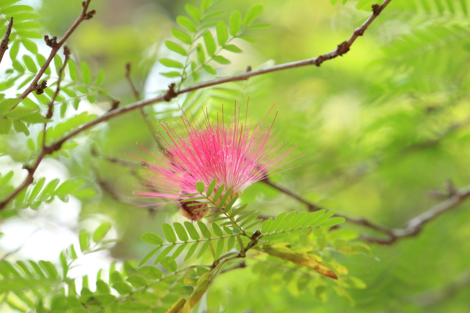 Canon EOS 250D (EOS Rebel SL3 / EOS Kiss X10 / EOS 200D II) sample photo. Kerala, nature, brush flower photography