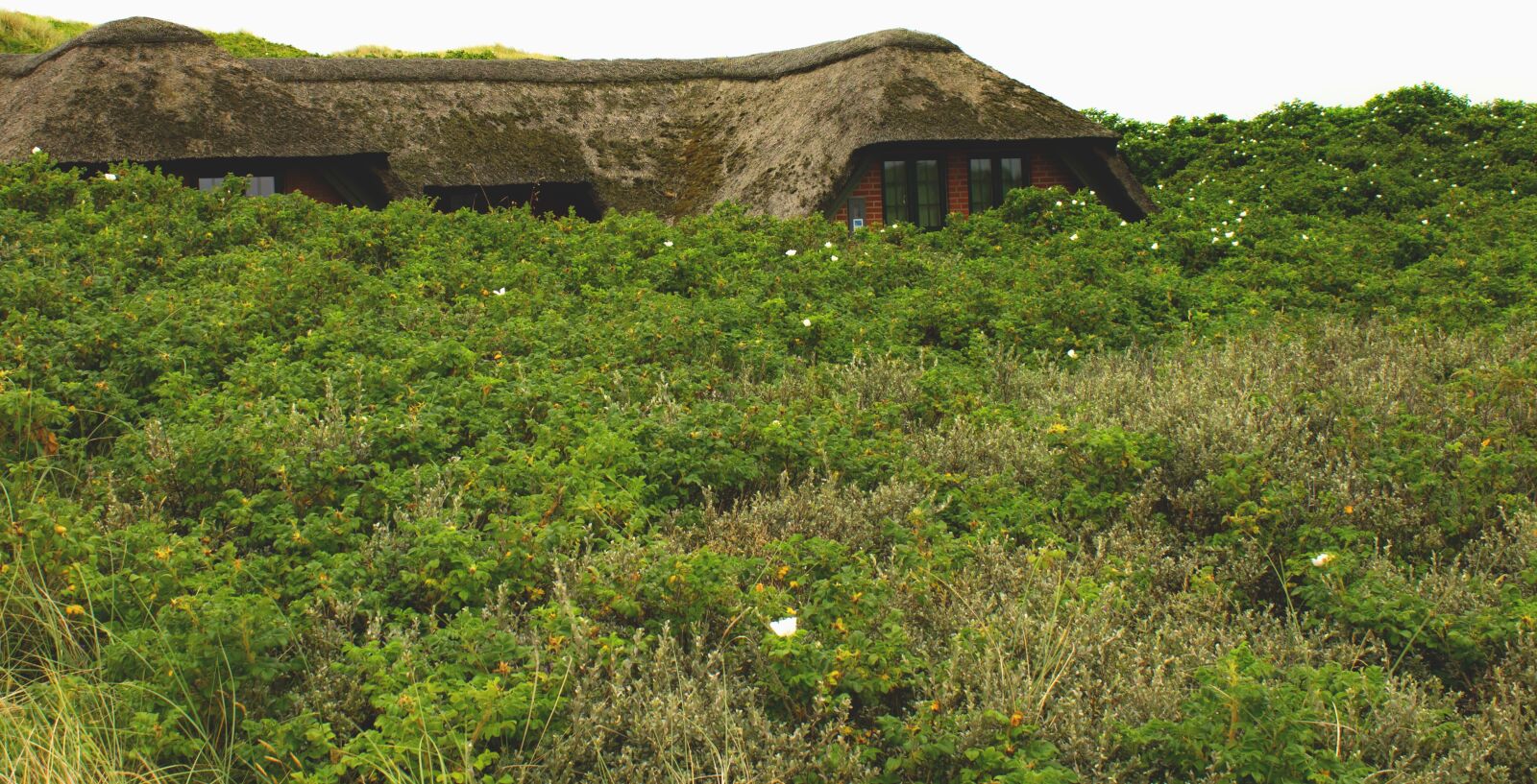 Canon EOS 1100D (EOS Rebel T3 / EOS Kiss X50) sample photo. Landscape, house, bushes photography
