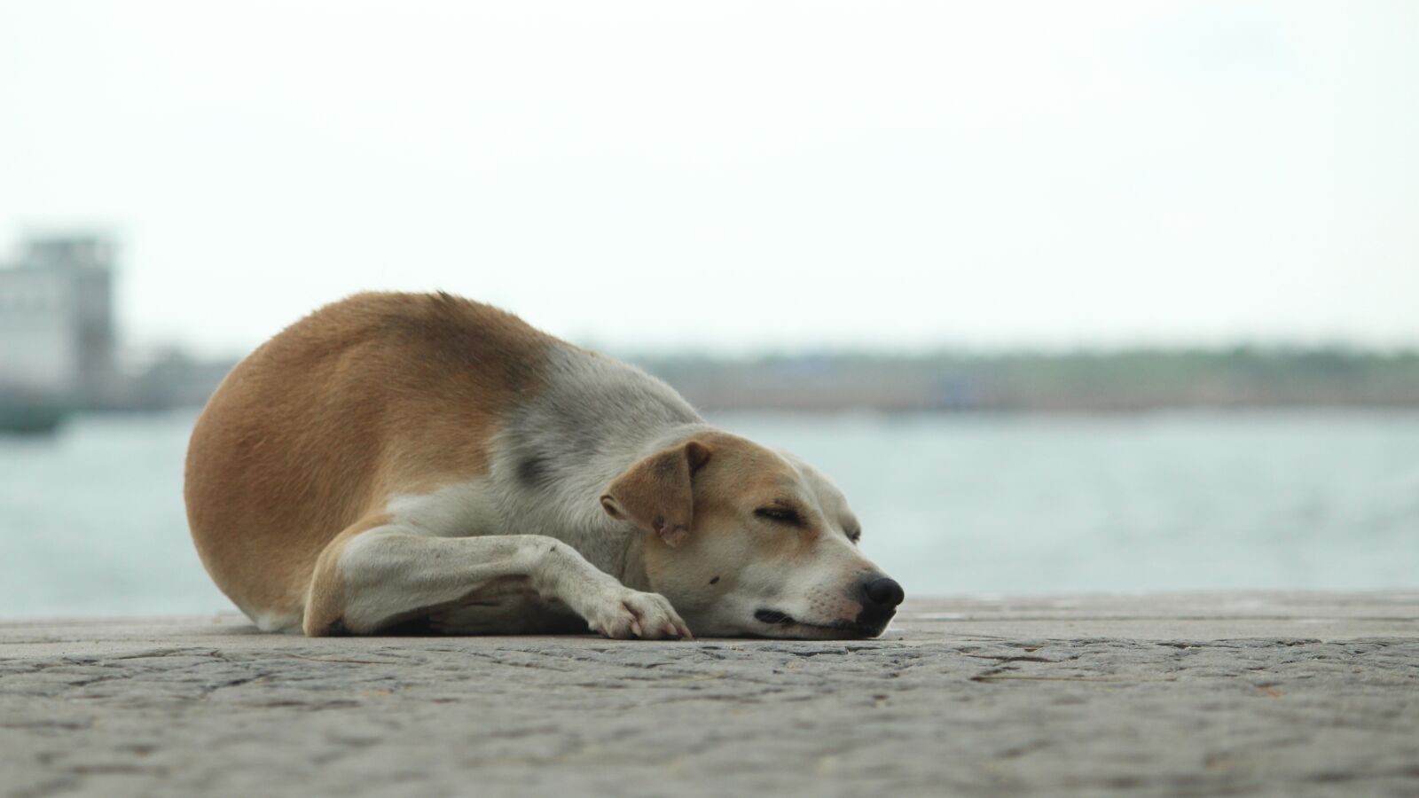Canon EOS 1300D (EOS Rebel T6 / EOS Kiss X80) sample photo. Dog, sleep, calm photography