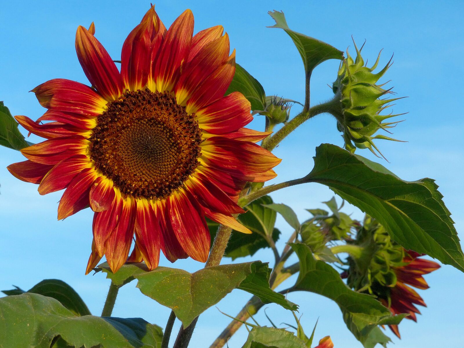 Panasonic Lumix DMC-FZ200 sample photo. Sunflower, flower, sky photography
