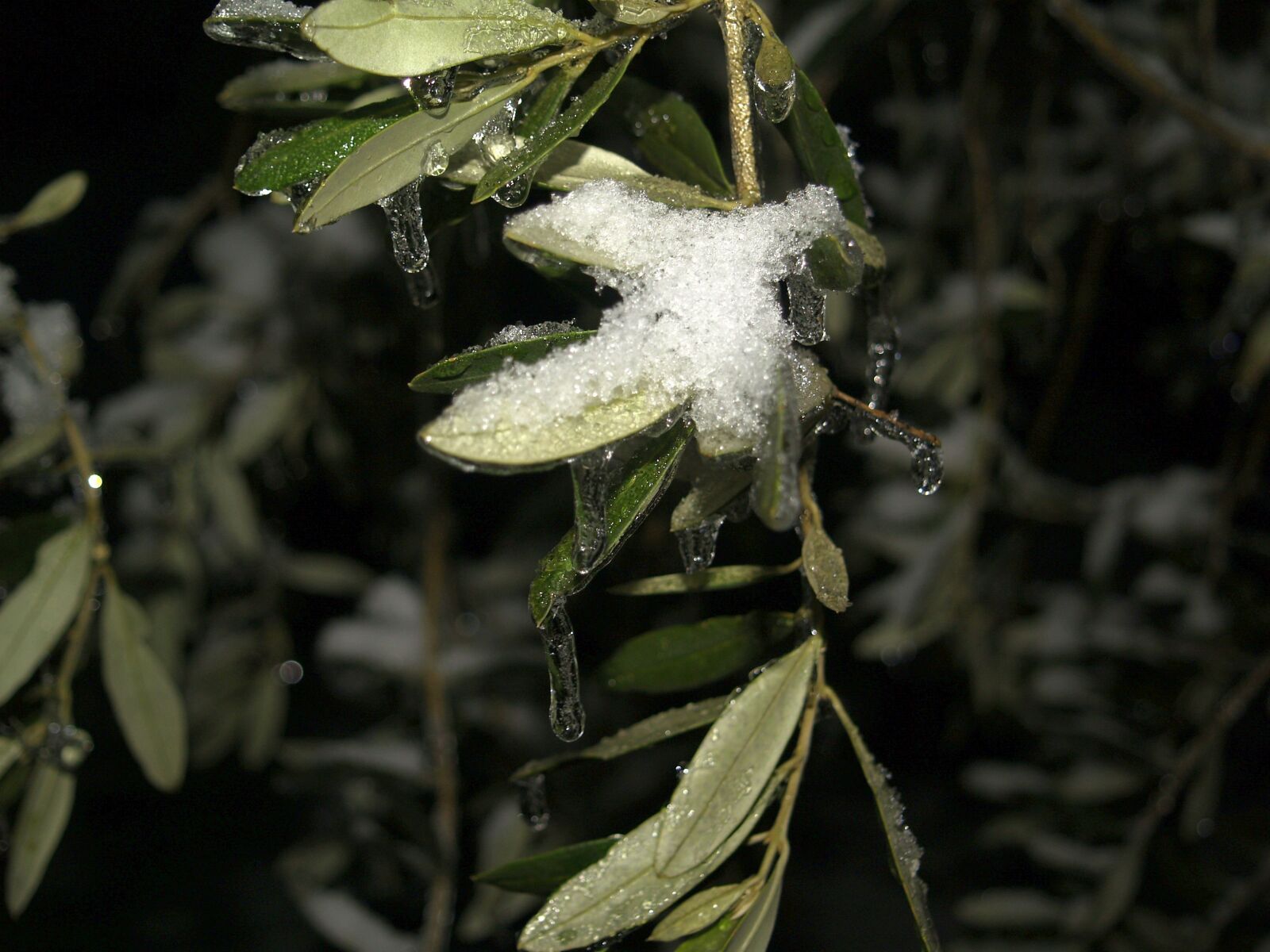 Olympus E-500 (EVOLT E-500) sample photo. Nature, ice, winter photography