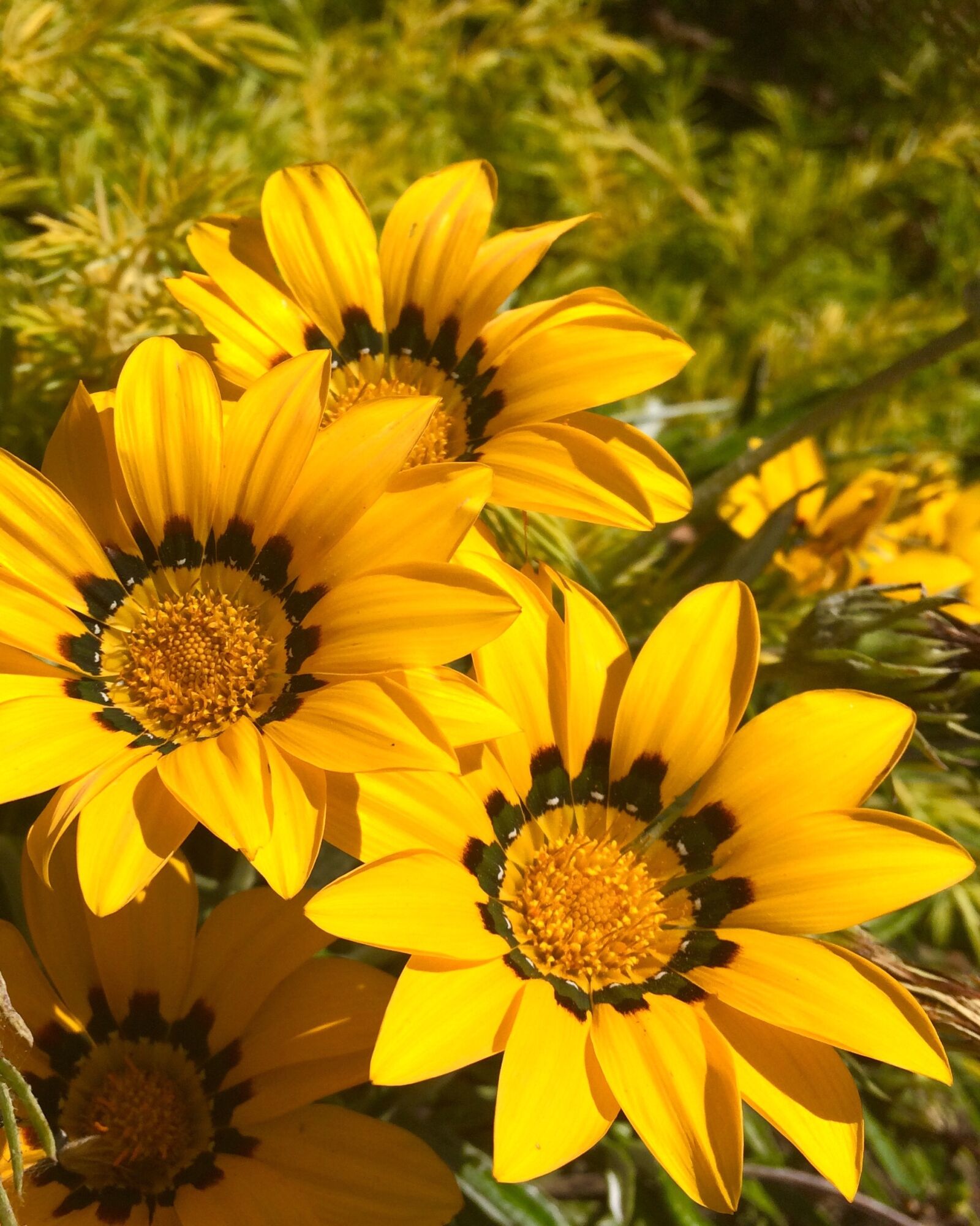 iPhone 5s back camera 4.15mm f/2.2 sample photo. Flower, yellow flowers, orange photography
