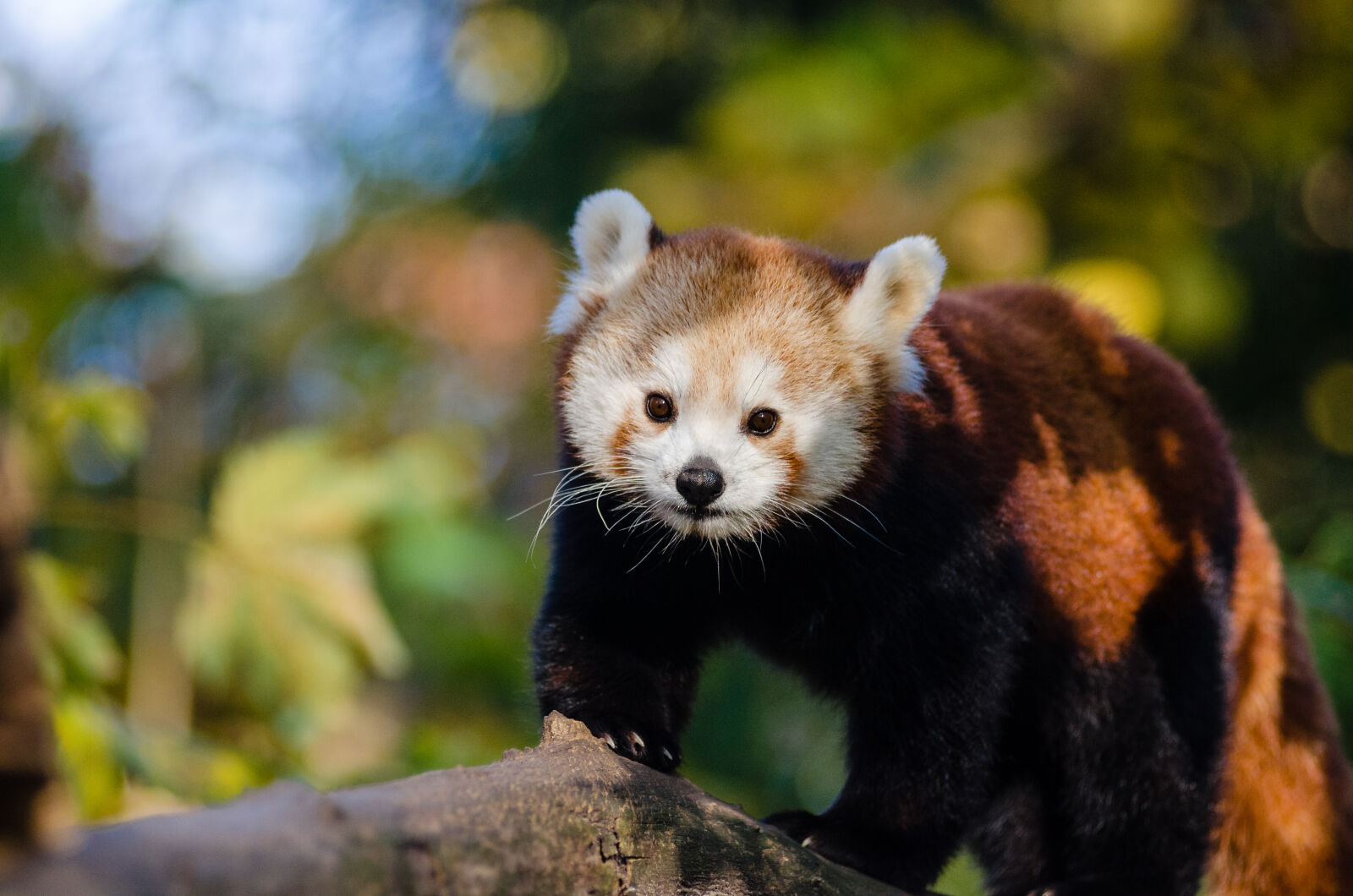 AF Zoom-Nikkor 80-200mm f/2.8 ED sample photo