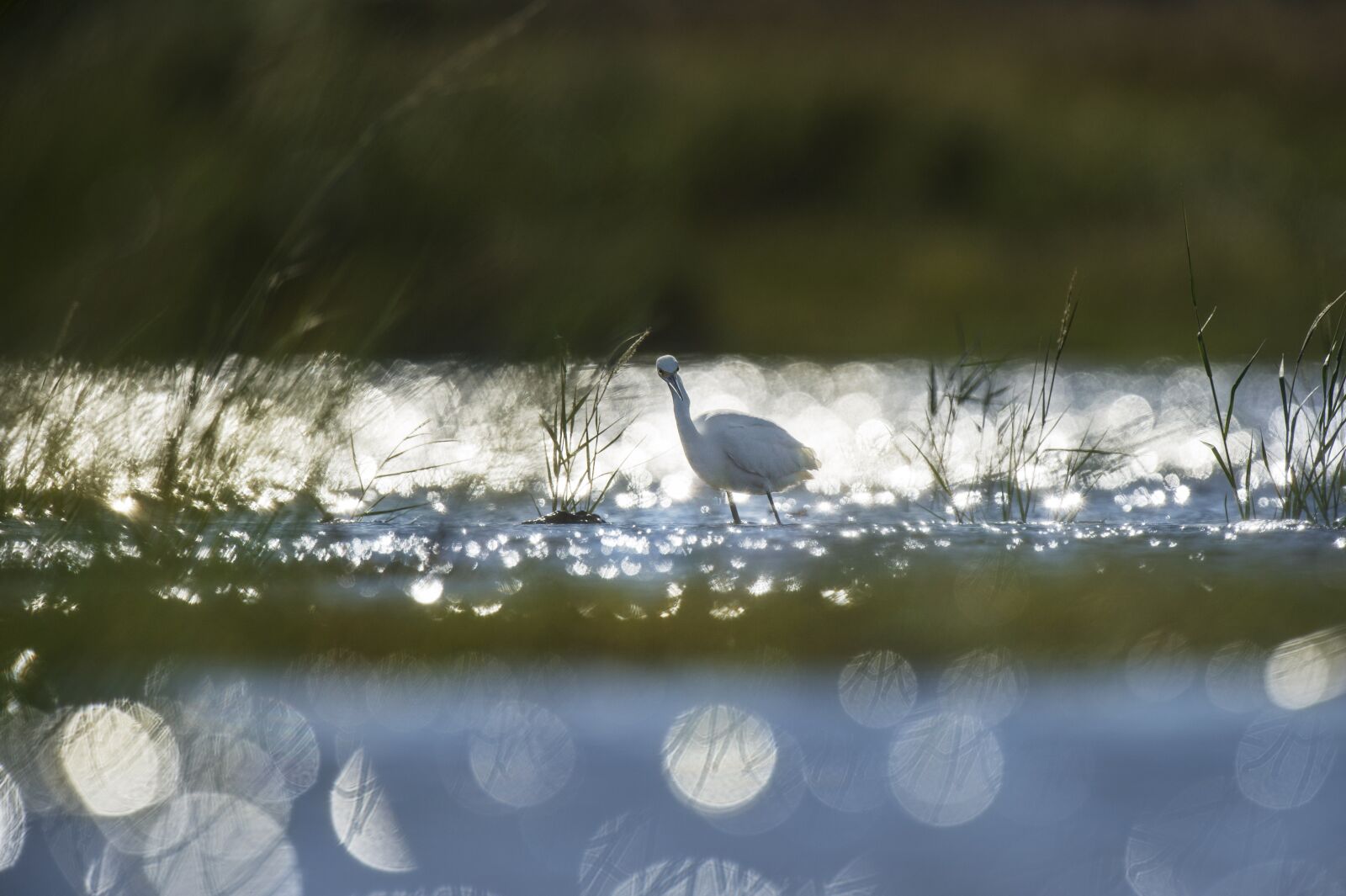 Nikon D4S sample photo. Animal, beautiful, bird photography