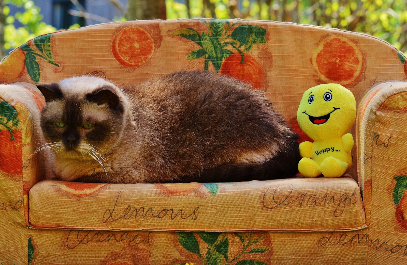 Nikon D3200 sample photo. Sofa, couch, cat photography
