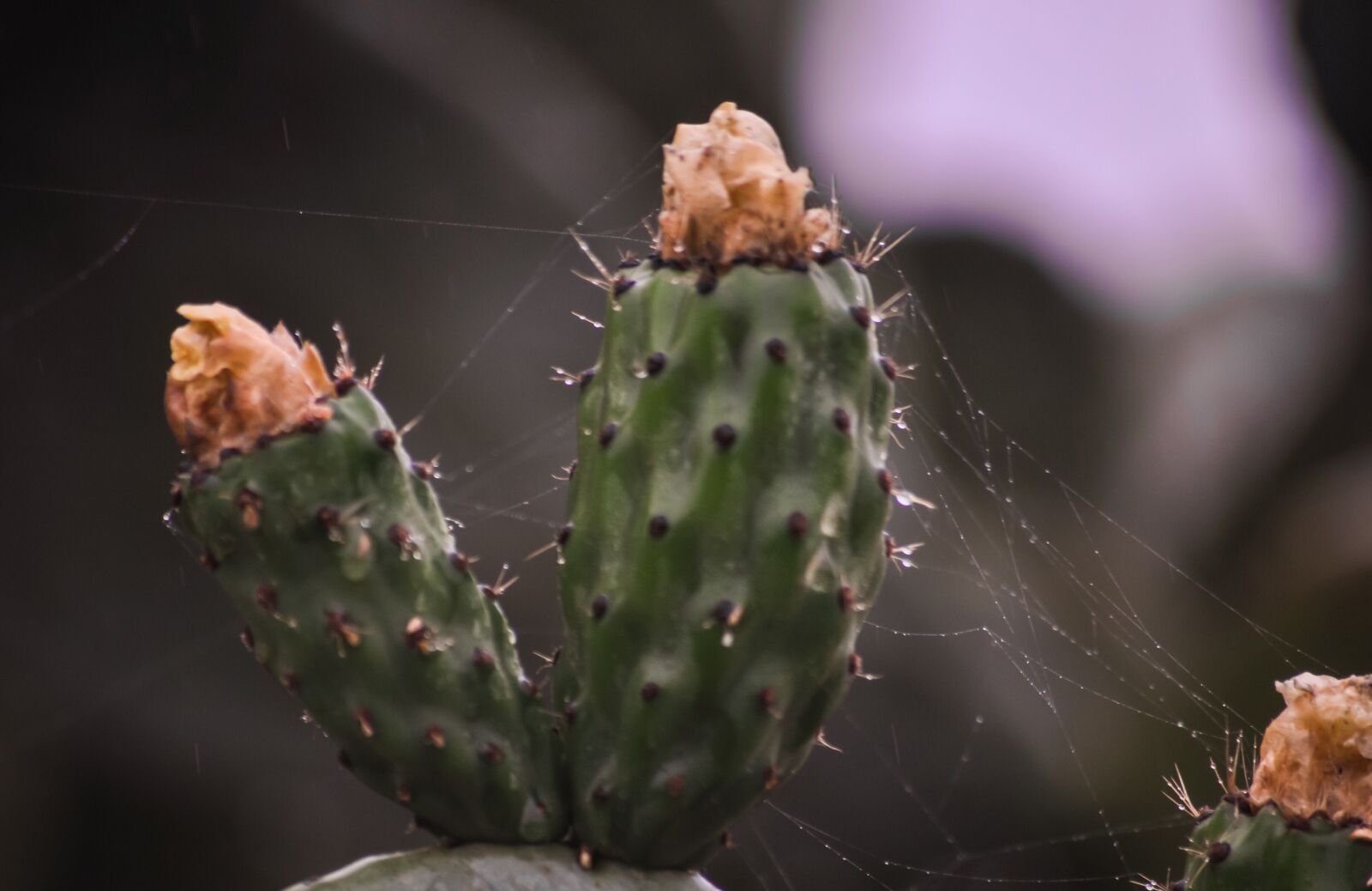 Nikon D90 sample photo. Cactus, flowers, nature photography