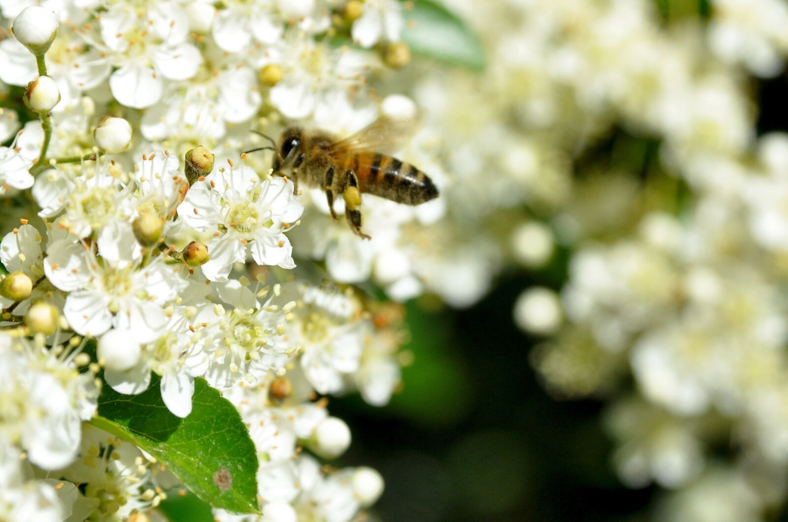 Nikon D90 sample photo. Bee, flower, spring photography