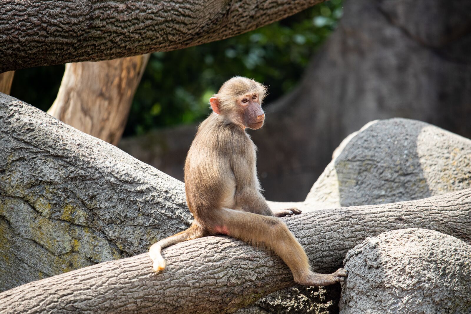 Canon EF-S 55-250mm F4-5.6 IS STM sample photo. Monkey, primate, mammal photography