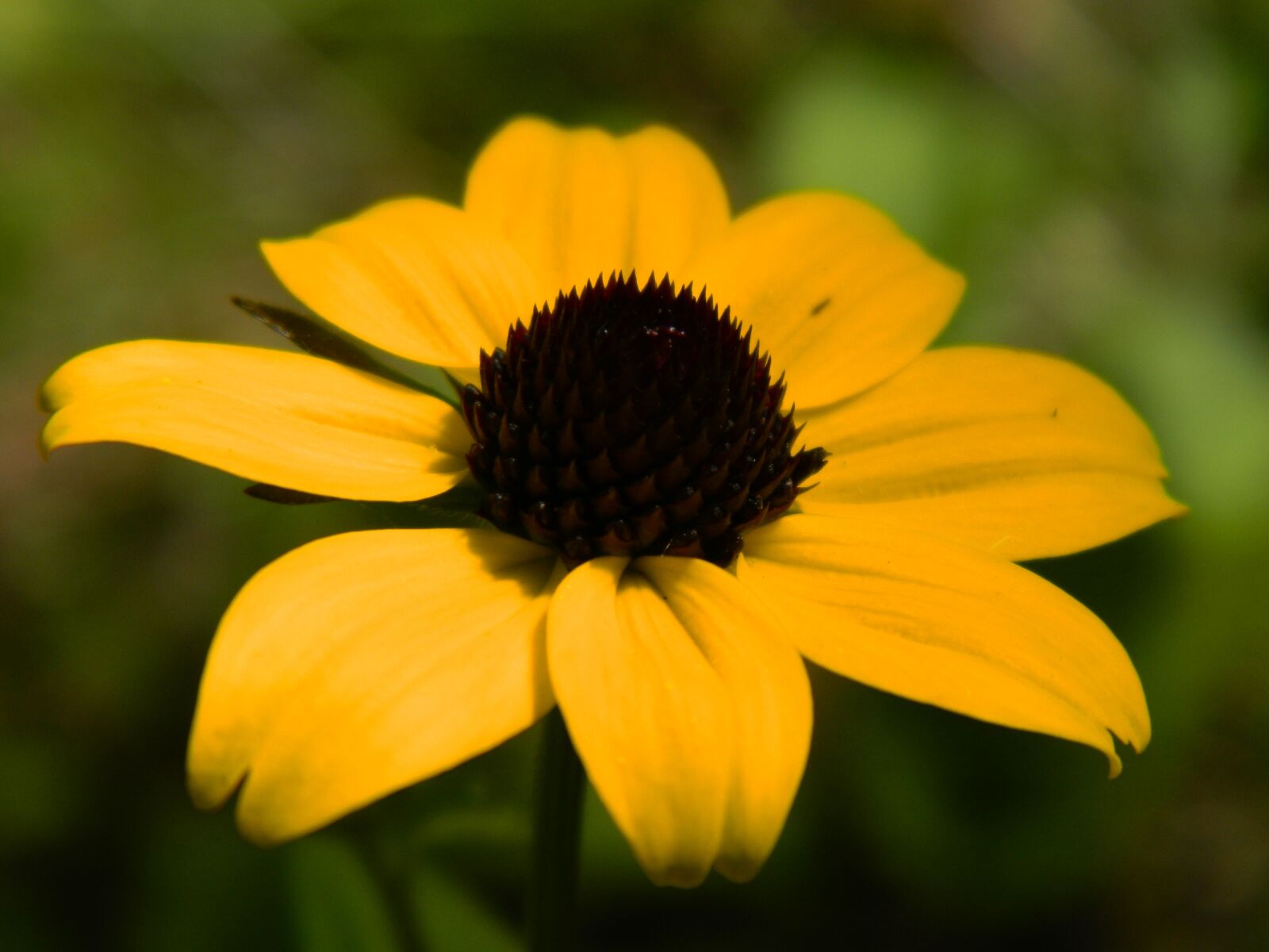Nikon Coolpix L120 sample photo. Yellow, flower, yellow flower photography