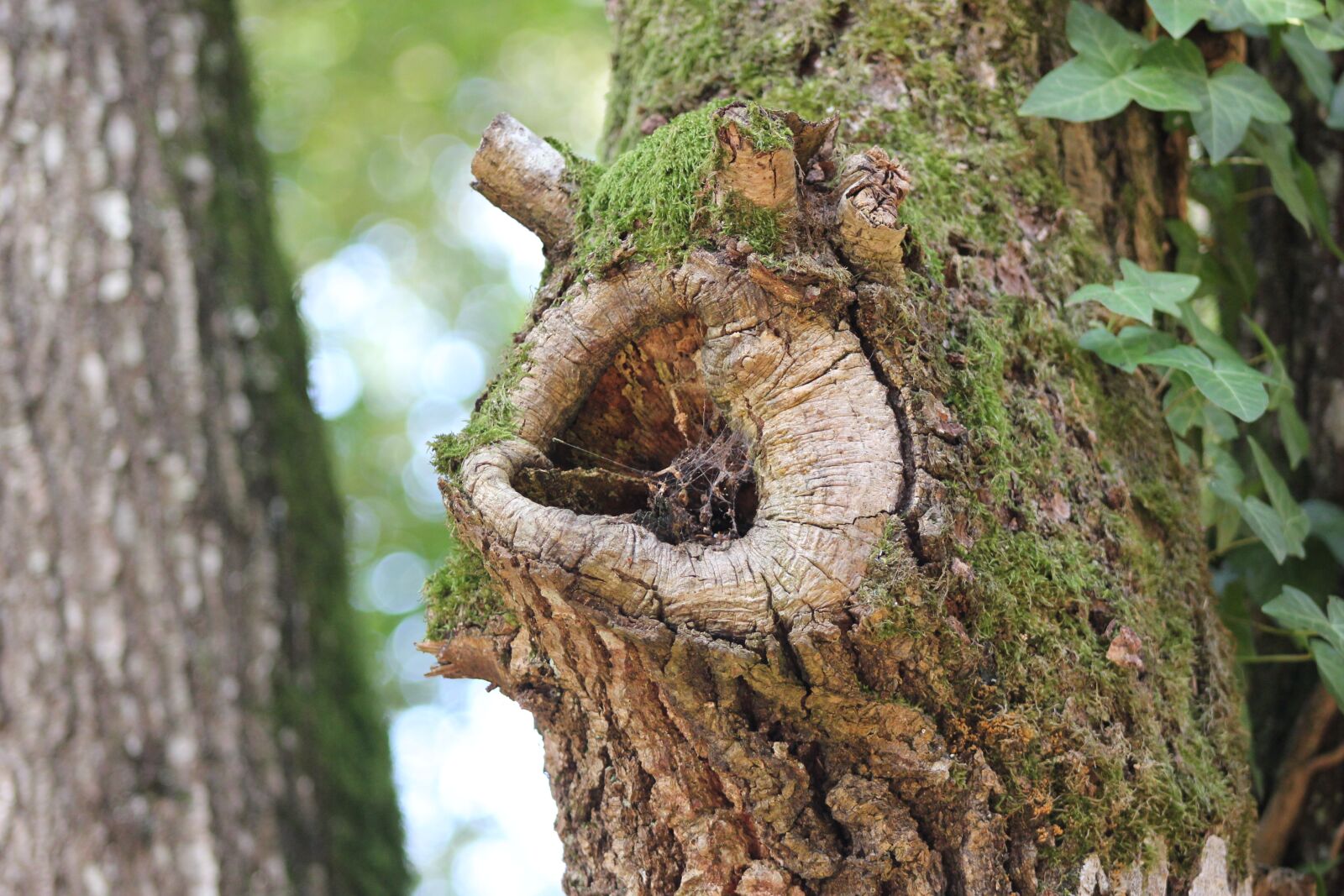 Canon EOS 550D (EOS Rebel T2i / EOS Kiss X4) sample photo. Forest, tree, wood photography