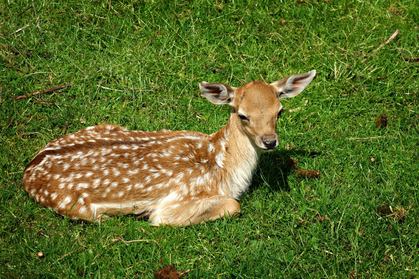 Sony Cyber-shot DSC-RX100 sample photo. Deer, deer calf, doe photography