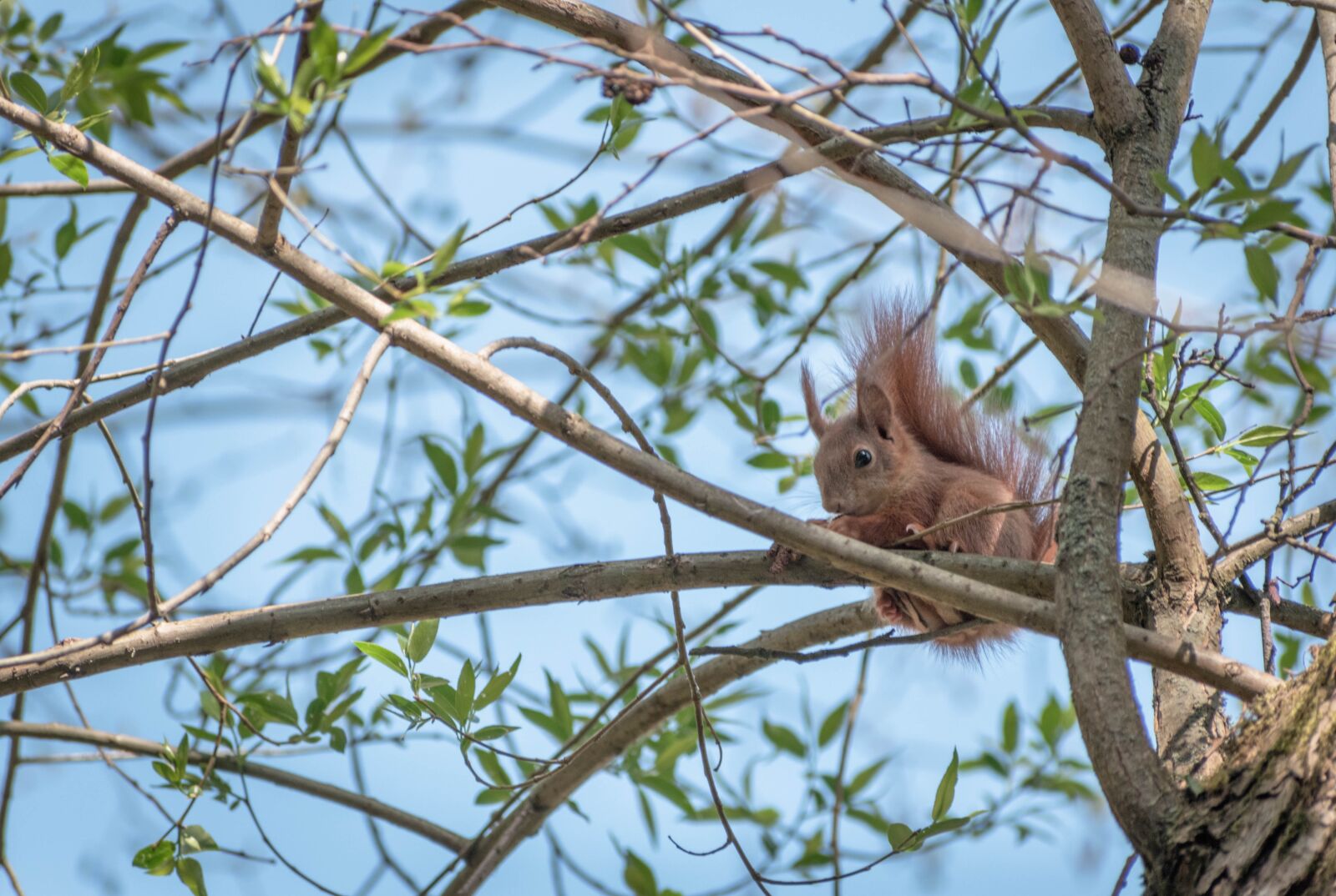 Nikon D5600 sample photo. The squirrel, branches, nature photography