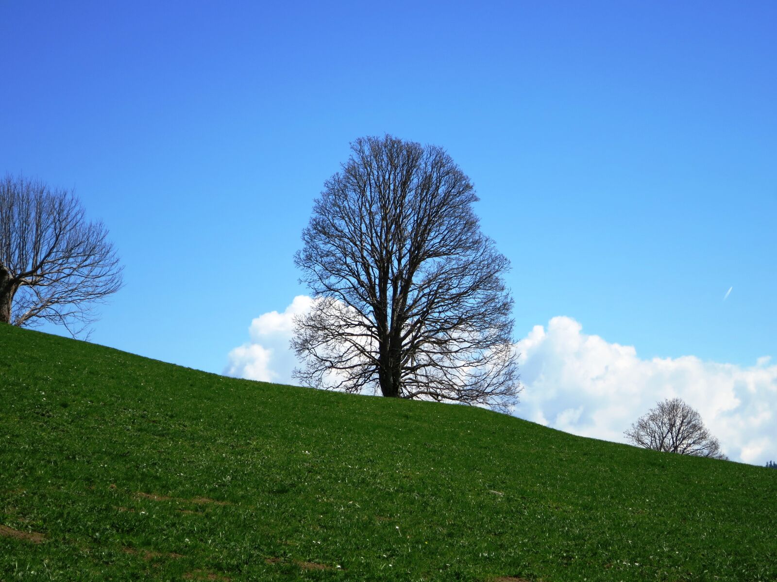 Canon PowerShot S120 sample photo. Individual tree, nature, landscape photography