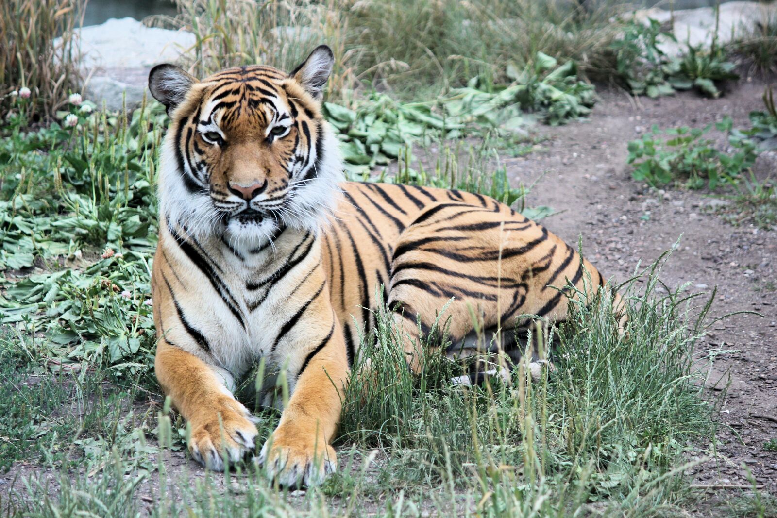 Canon EOS 550D (EOS Rebel T2i / EOS Kiss X4) sample photo. Tiger, siberian, beast photography