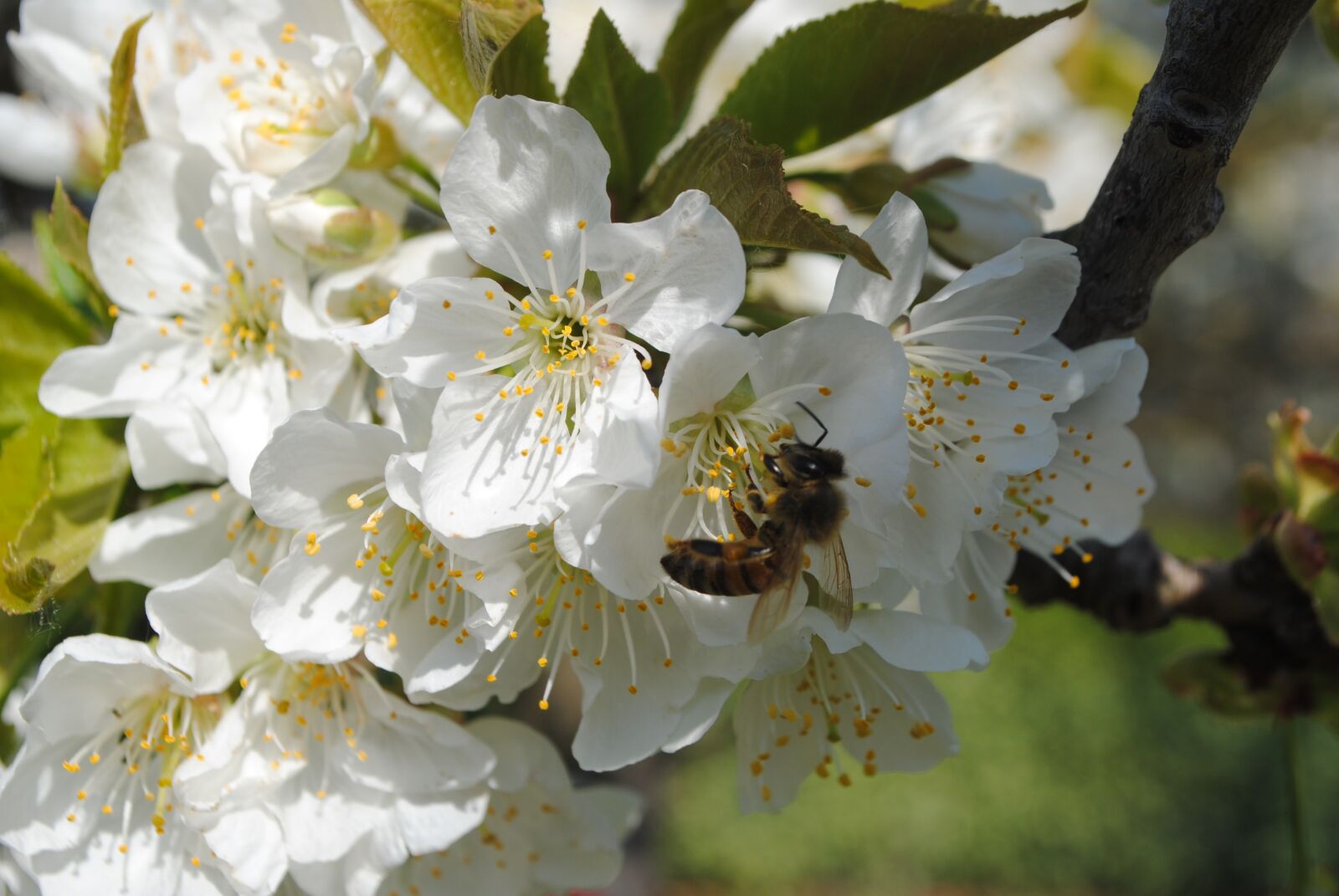 Nikon D3000 sample photo. Bee, spring, garden photography