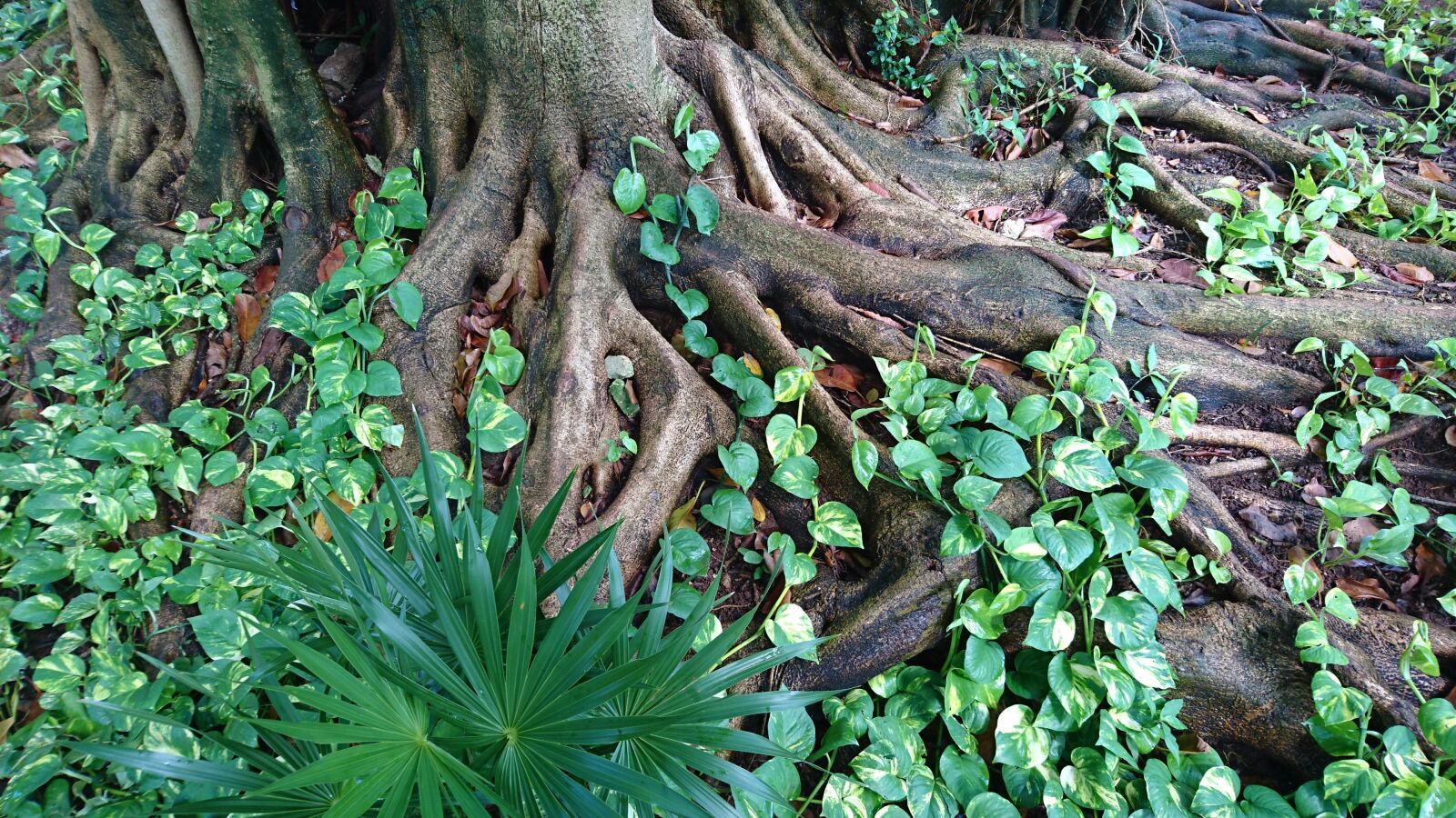 Sony Xperia Z5 sample photo. Mexico, vacations, cancun photography