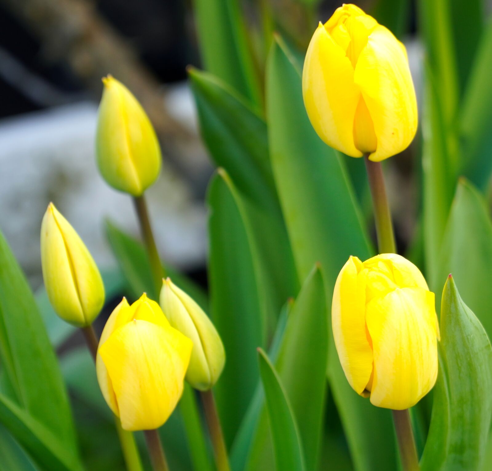 Sony E PZ 18-105mm F4 G OSS sample photo. Tulips, blossom, bloom photography