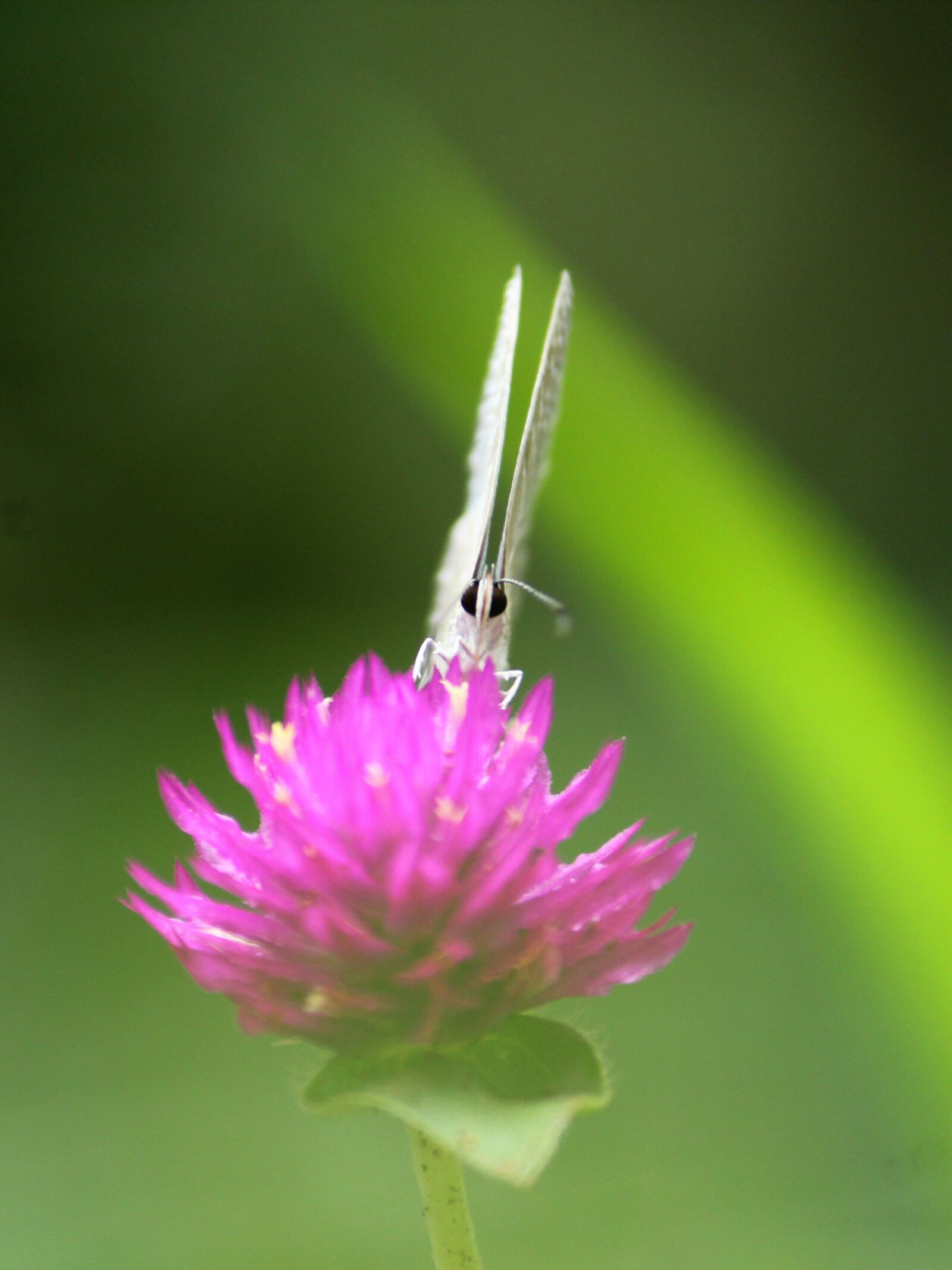 Canon EOS 1300D (EOS Rebel T6 / EOS Kiss X80) sample photo. Butterfly, angel, blues photography