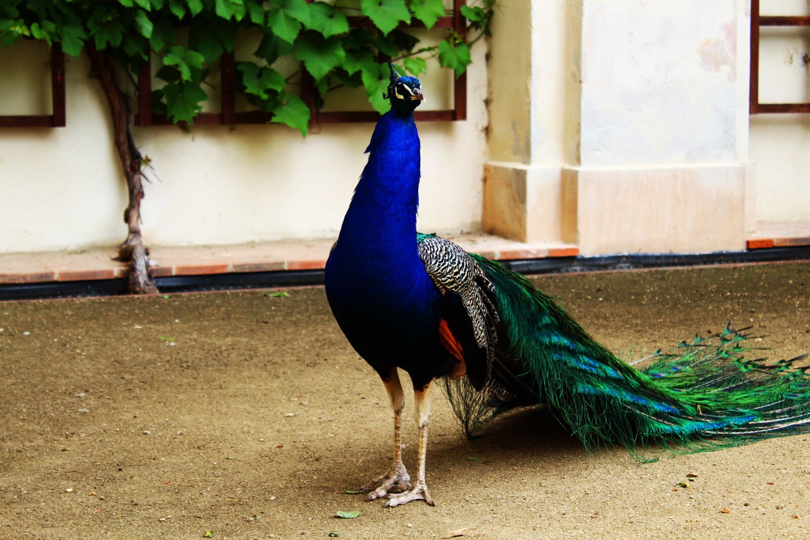 Canon EOS 1300D (EOS Rebel T6 / EOS Kiss X80) sample photo. Prague, peacock, blue photography