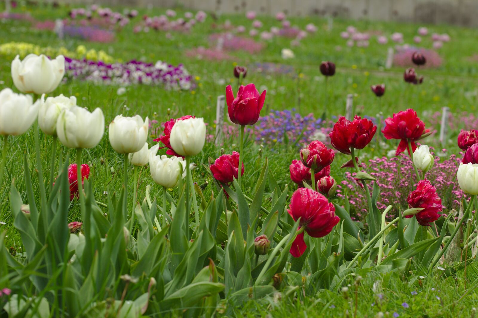 Canon EOS 600D (Rebel EOS T3i / EOS Kiss X5) sample photo. Tulips, red, white photography