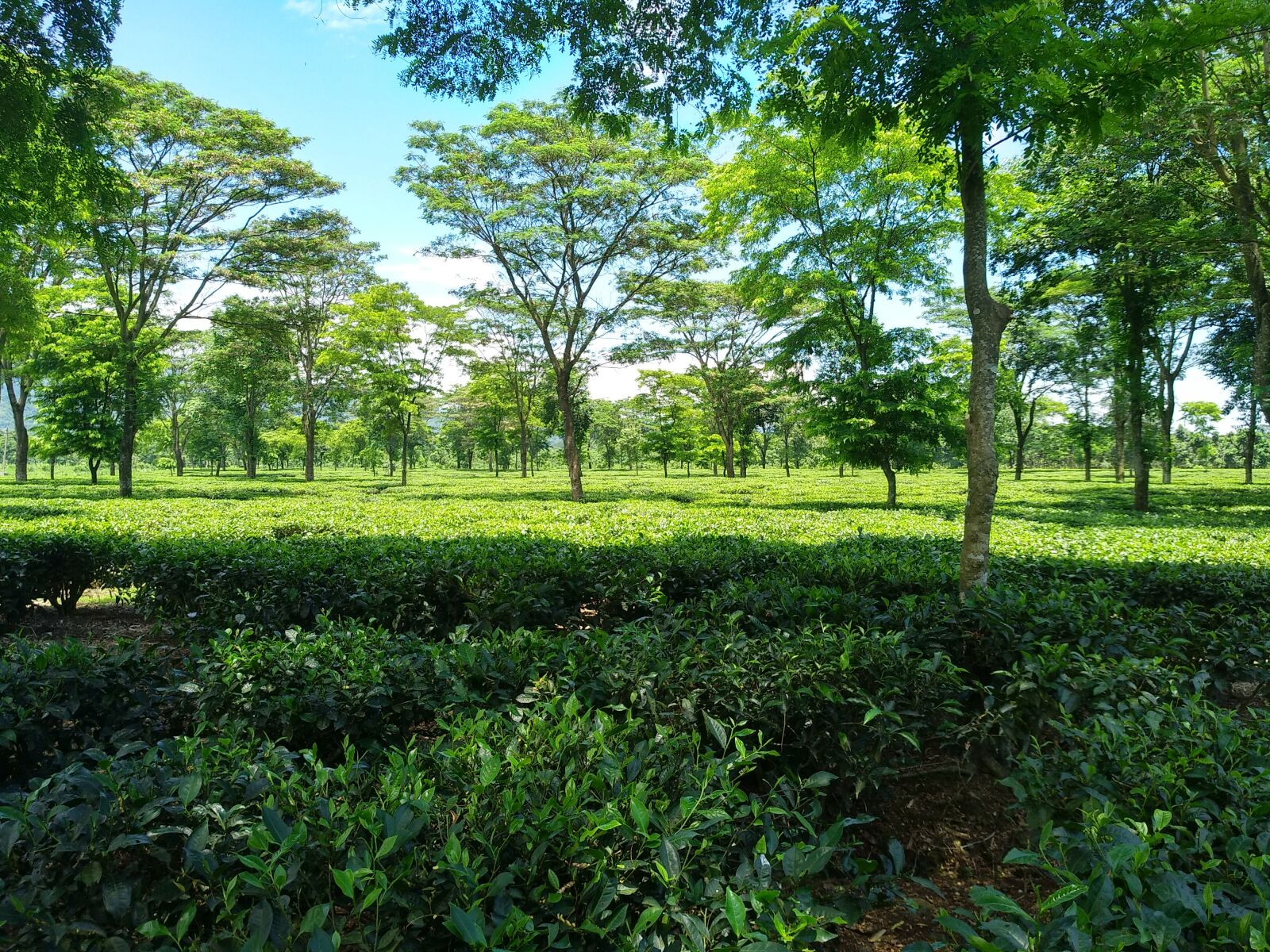 Xiaomi MI MAX 2 sample photo. Tea garden, darjeeling, india photography