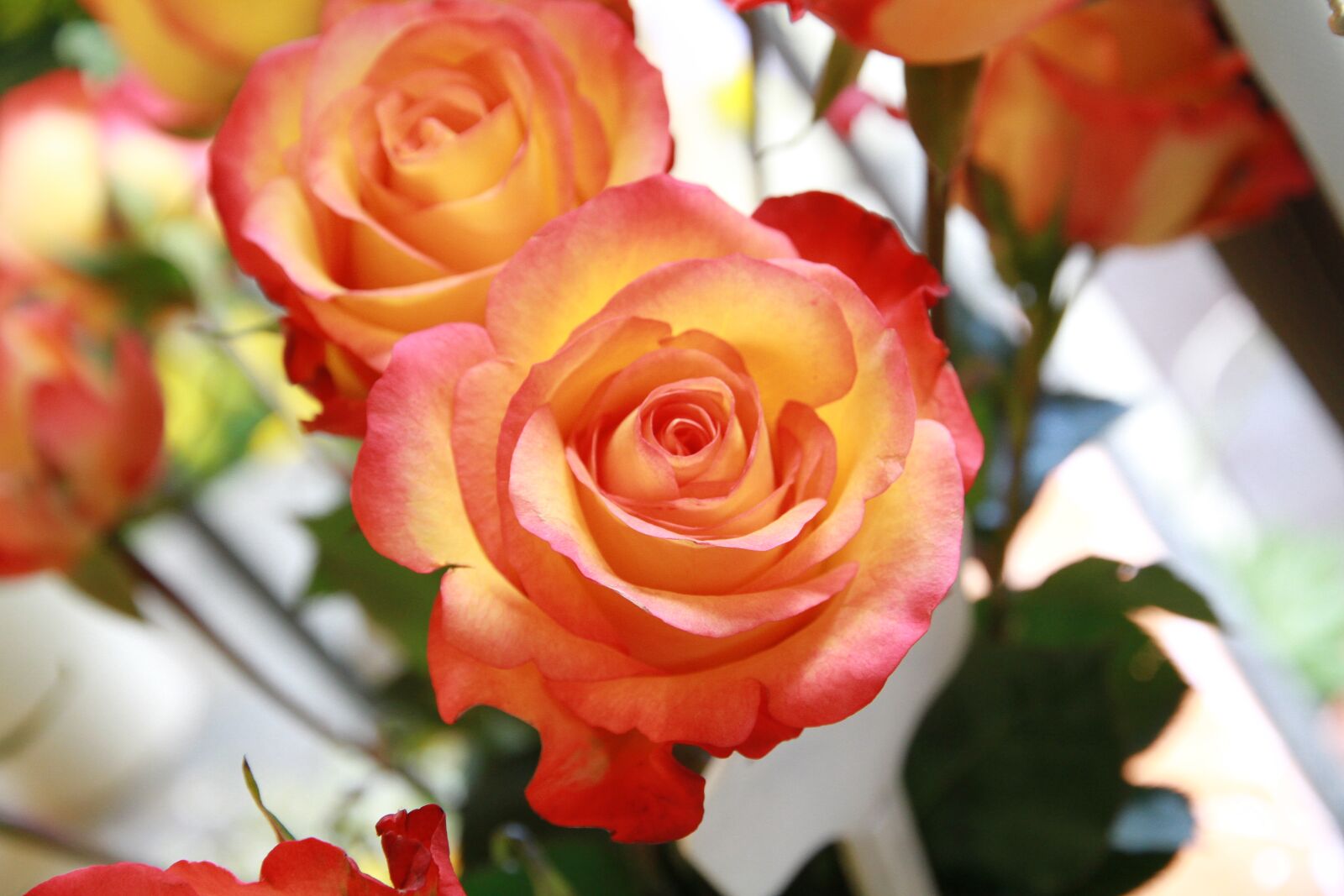Canon EOS 7D sample photo. Rose, flowers, pink rose photography