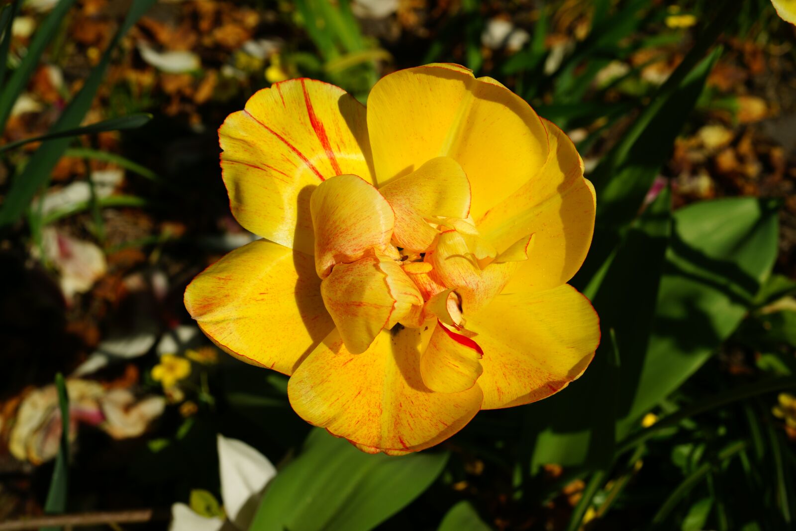 Sony Alpha DSLR-A900 sample photo. Tulip, yellow, spring photography